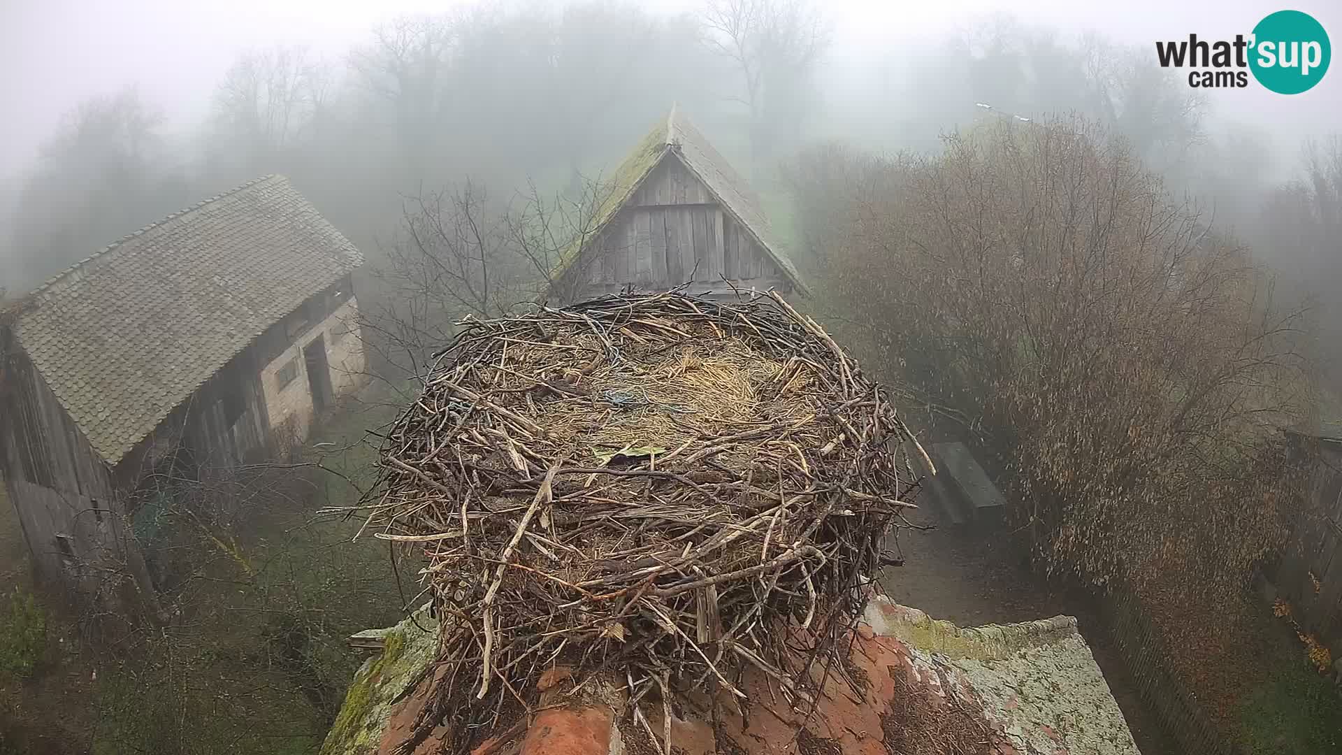 Webcam Europäisches Storchendorf – Naturpark Lonjsko polje