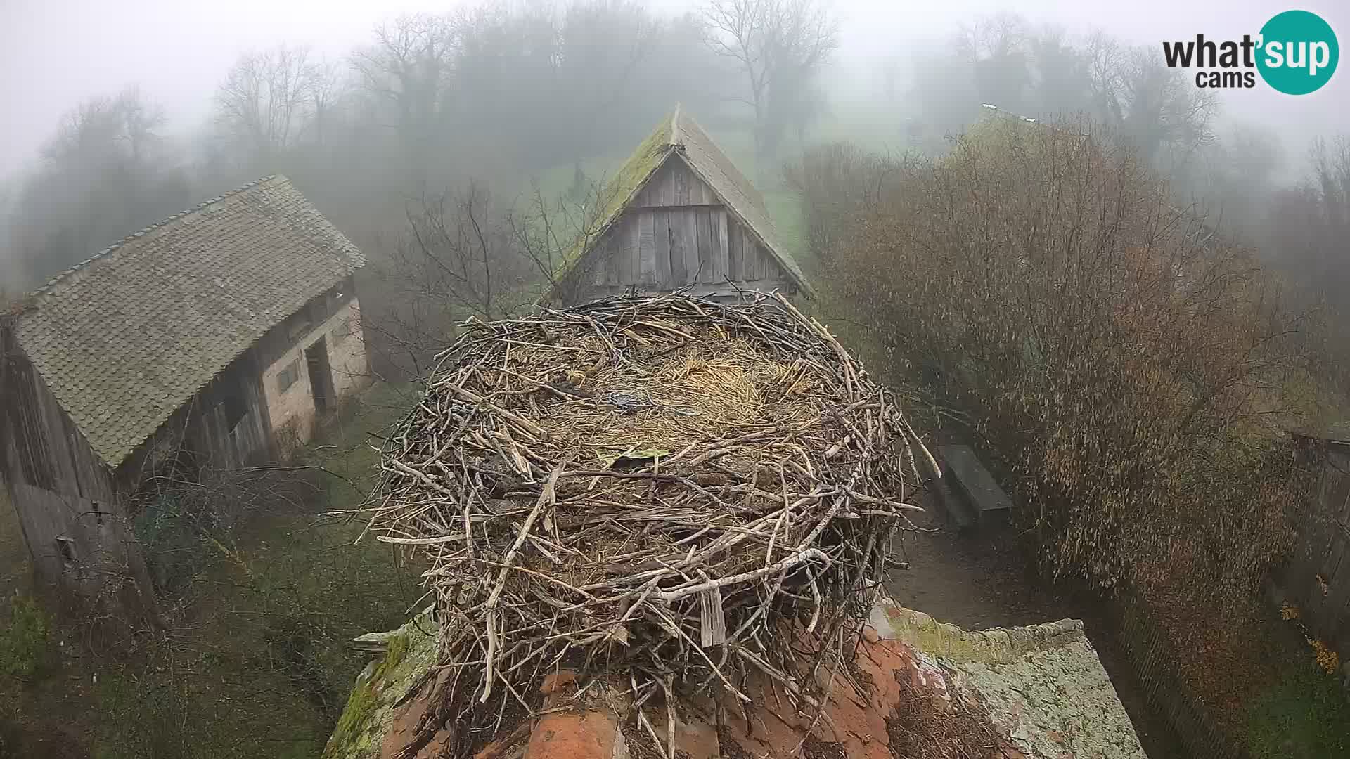 Pueblo europeo de cigüeñas camera en vivo Parque Natural Lonjsko polje