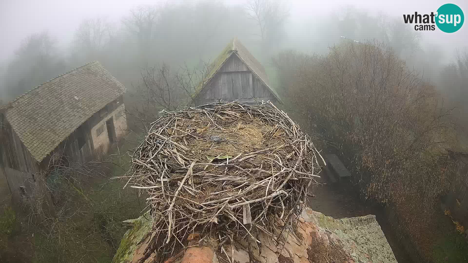 Villaggio delle cicogne europee webcam Parco naturale di Lonjsko polje