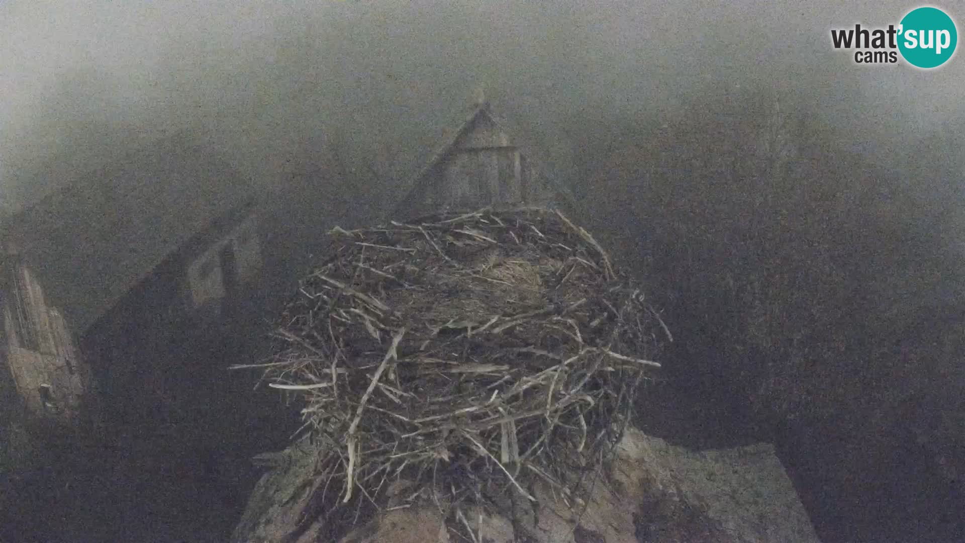 Village européen de cigognes webcam Parc naturel de Lonjsko polje