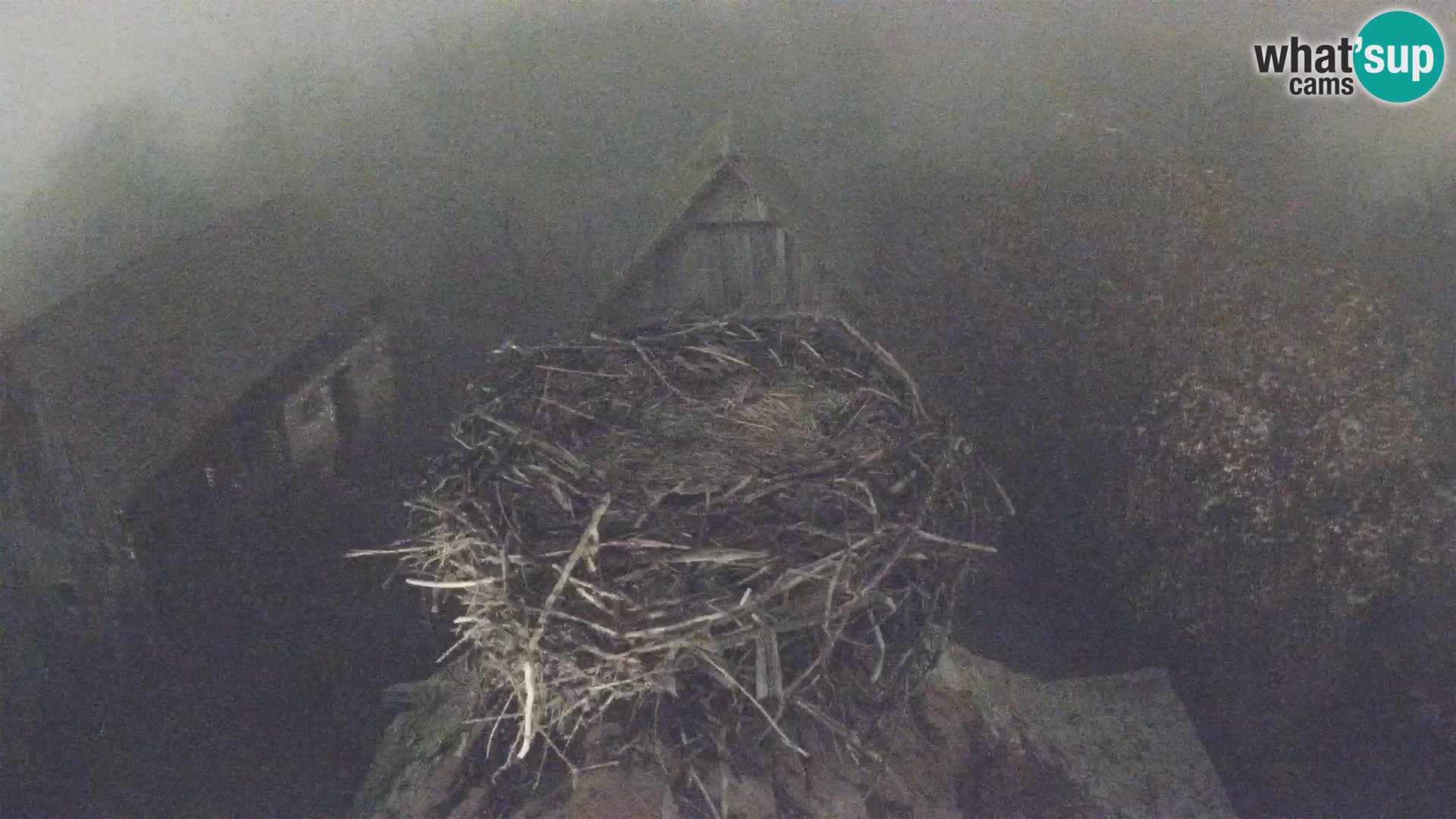 Village européen de cigognes webcam Parc naturel de Lonjsko polje