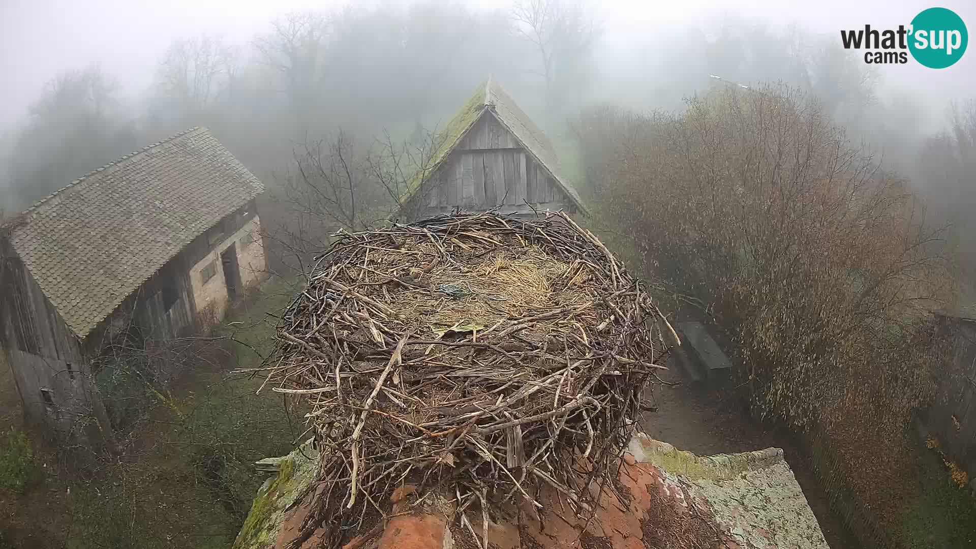 Evropska vas štorklje – Krajinski park Lonjsko polje spletna kamera