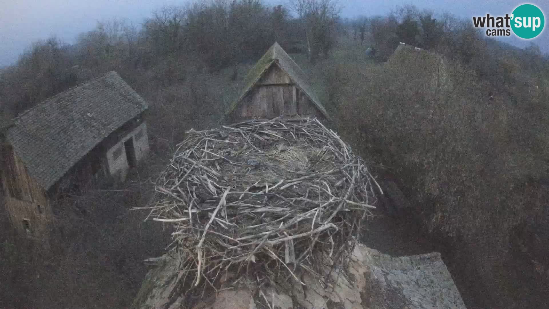 Villaggio delle cicogne europee webcam Parco naturale di Lonjsko polje