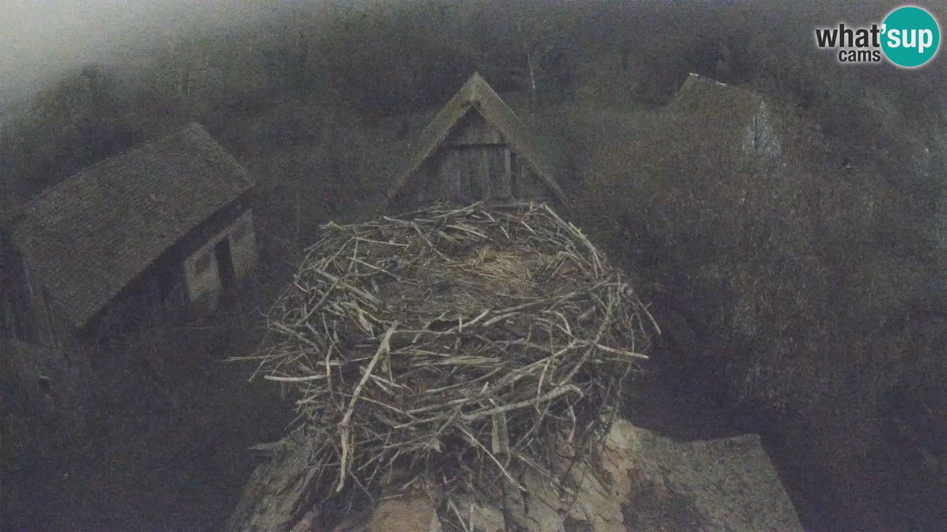 Village européen de cigognes webcam Parc naturel de Lonjsko polje