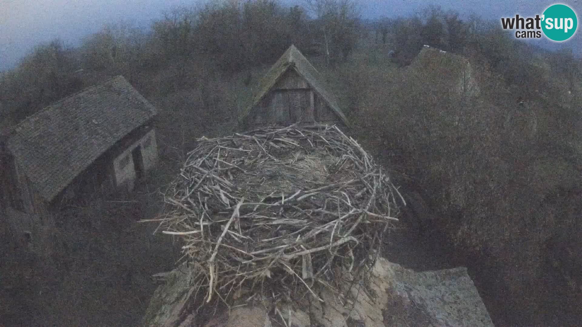 Pueblo europeo de cigüeñas camera en vivo Parque Natural Lonjsko polje