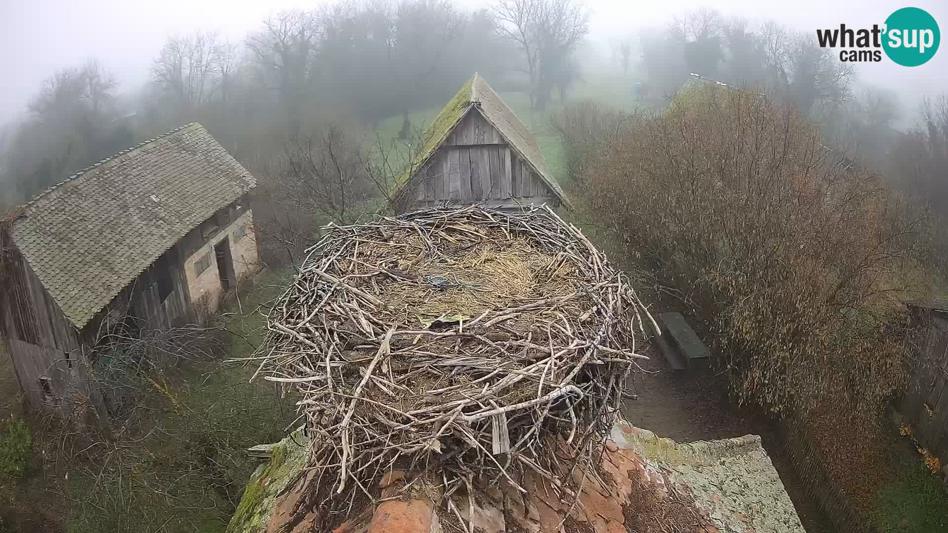 Webcam Europäisches Storchendorf – Naturpark Lonjsko polje