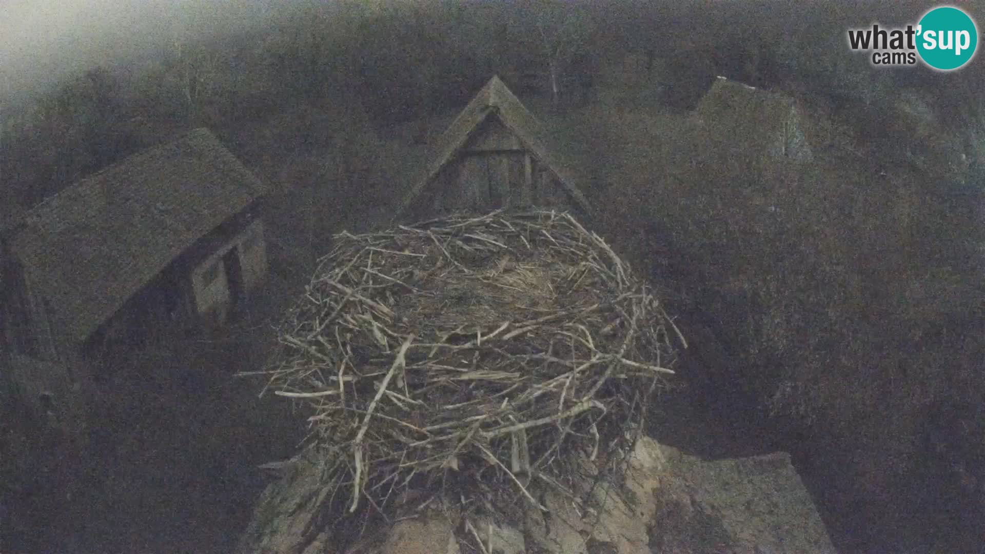Village européen de cigognes webcam Parc naturel de Lonjsko polje