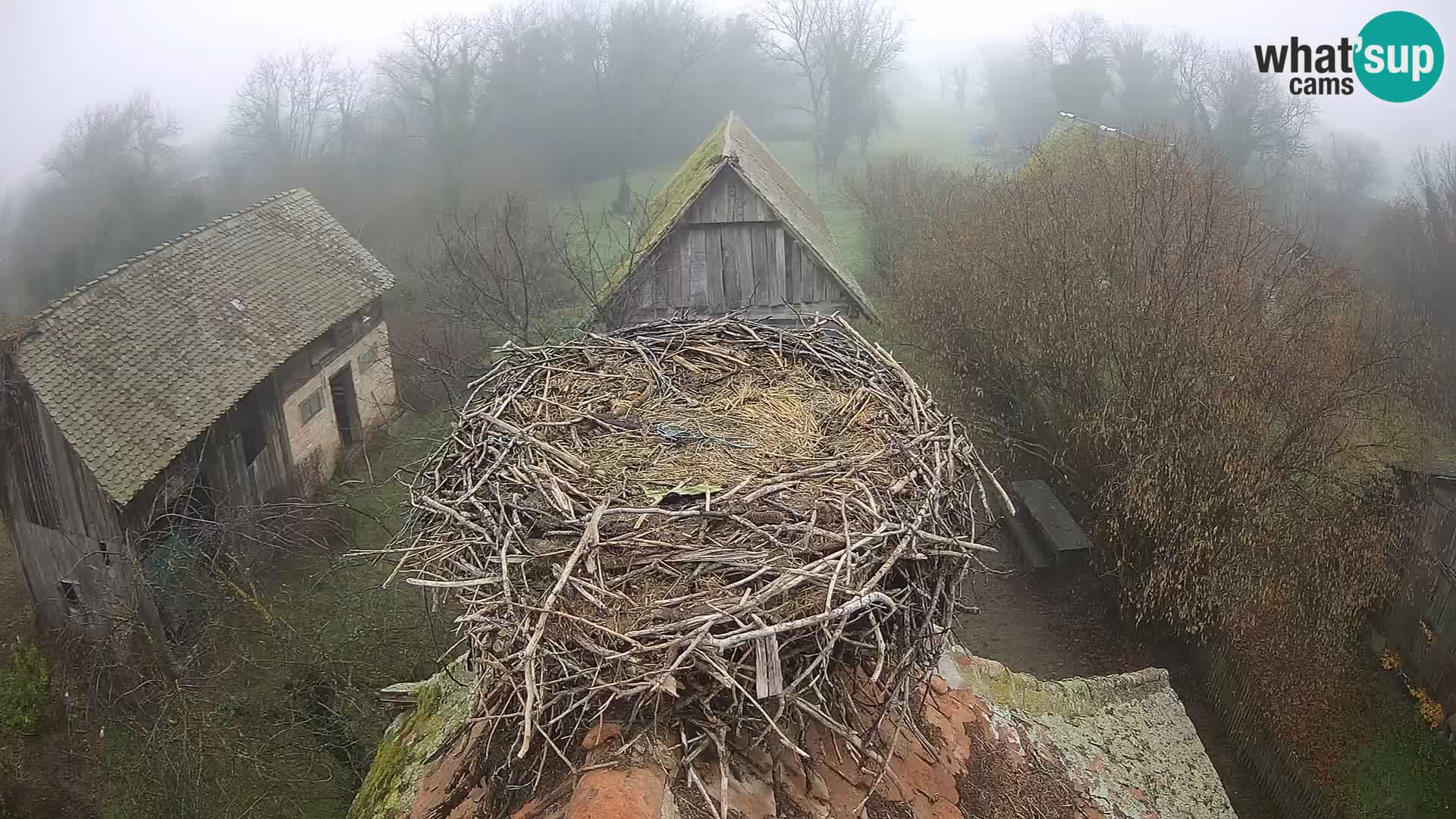 Villaggio delle cicogne europee webcam Parco naturale di Lonjsko polje