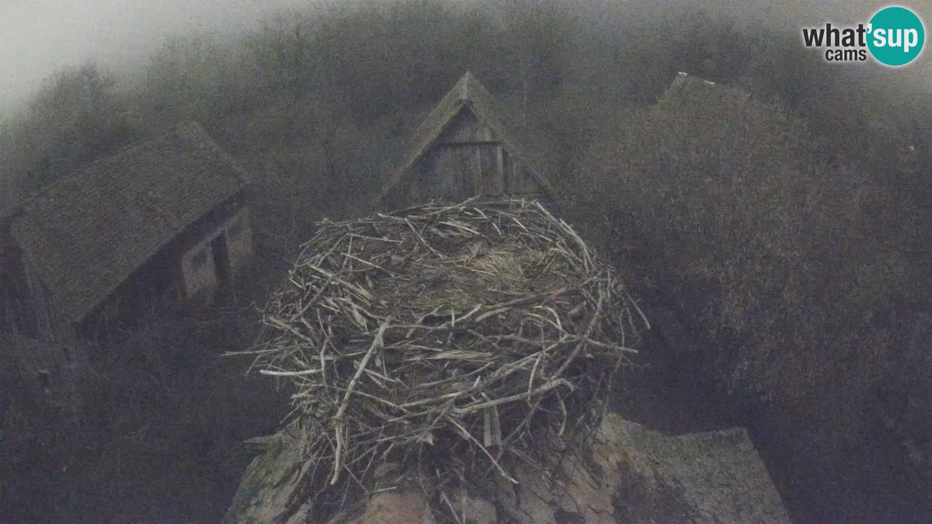 Village européen de cigognes webcam Parc naturel de Lonjsko polje