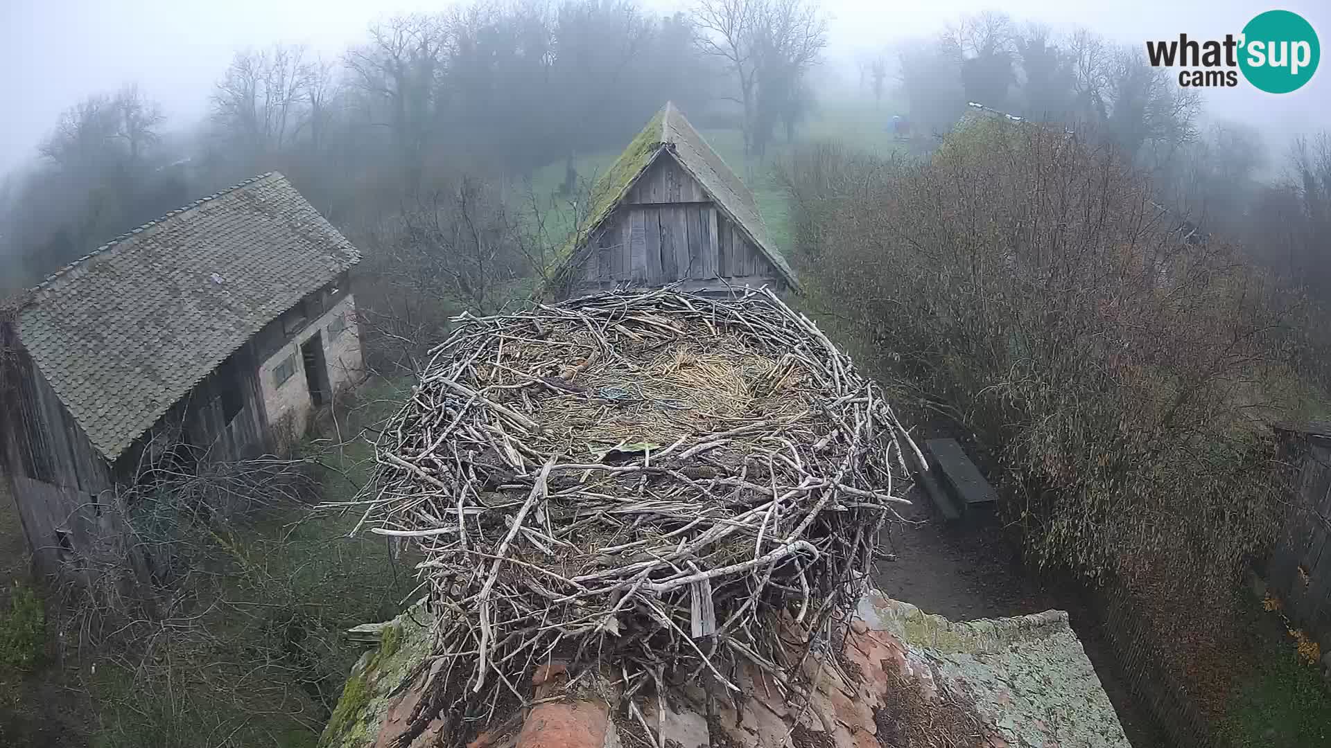 Webcam Europäisches Storchendorf – Naturpark Lonjsko polje