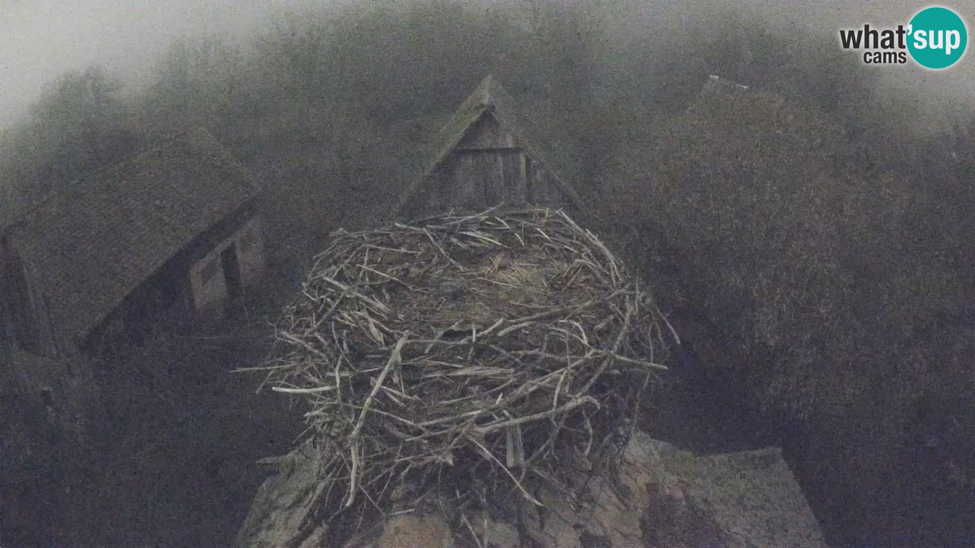 Pueblo europeo de cigüeñas camera en vivo Parque Natural Lonjsko polje