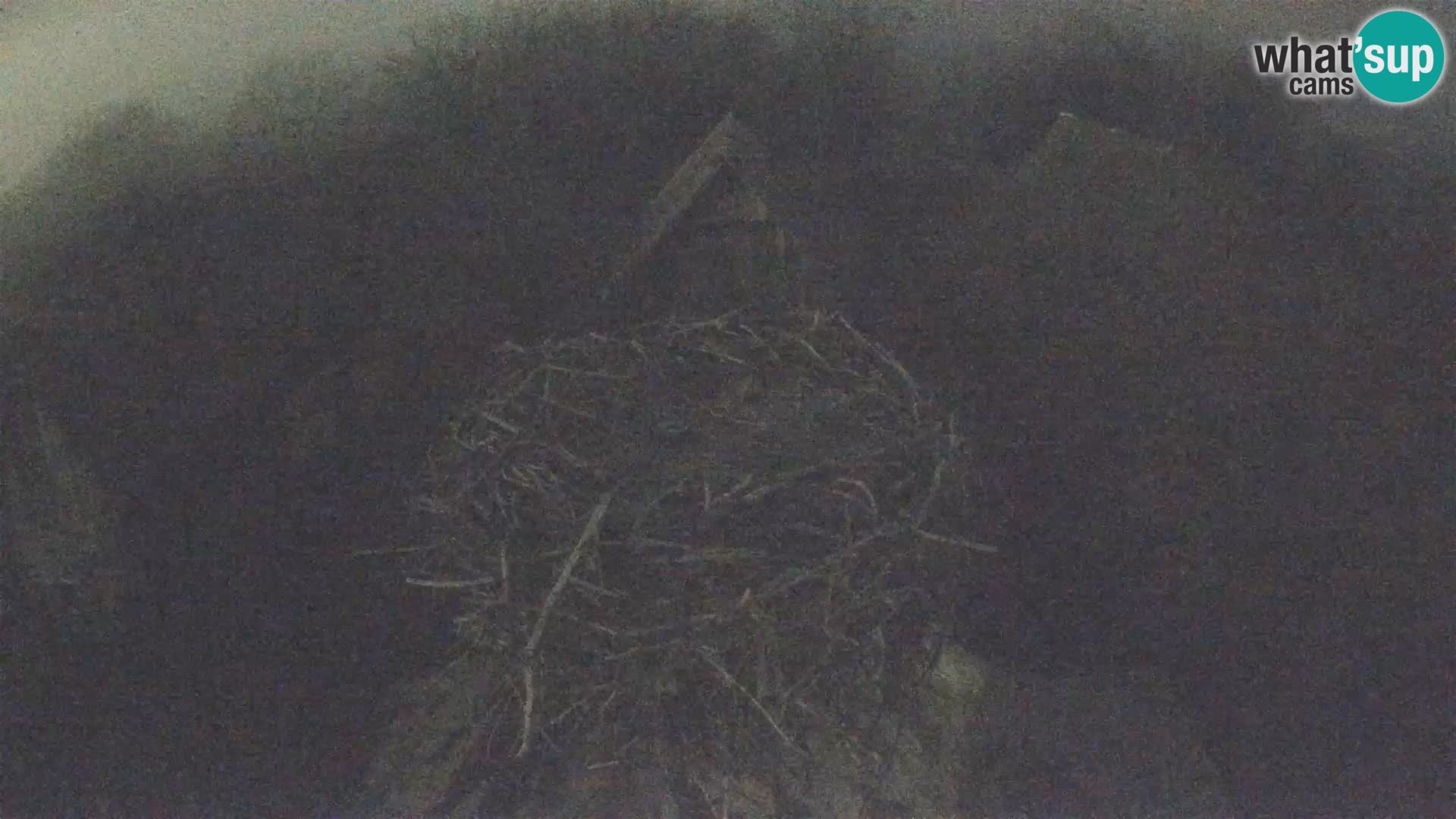 Evropska vas štorklje – Krajinski park Lonjsko polje spletna kamera