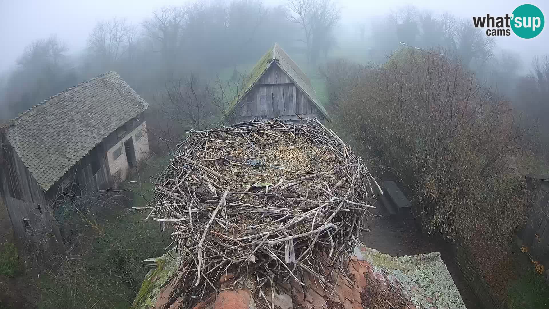 Villaggio delle cicogne europee webcam Parco naturale di Lonjsko polje
