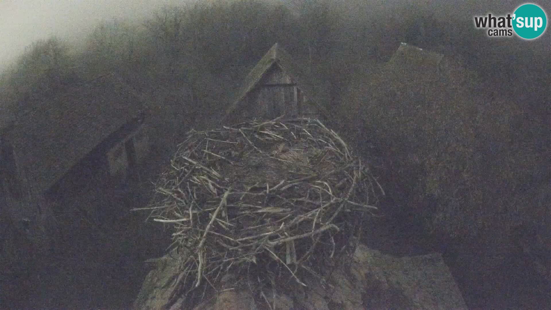 Villaggio delle cicogne europee webcam Parco naturale di Lonjsko polje