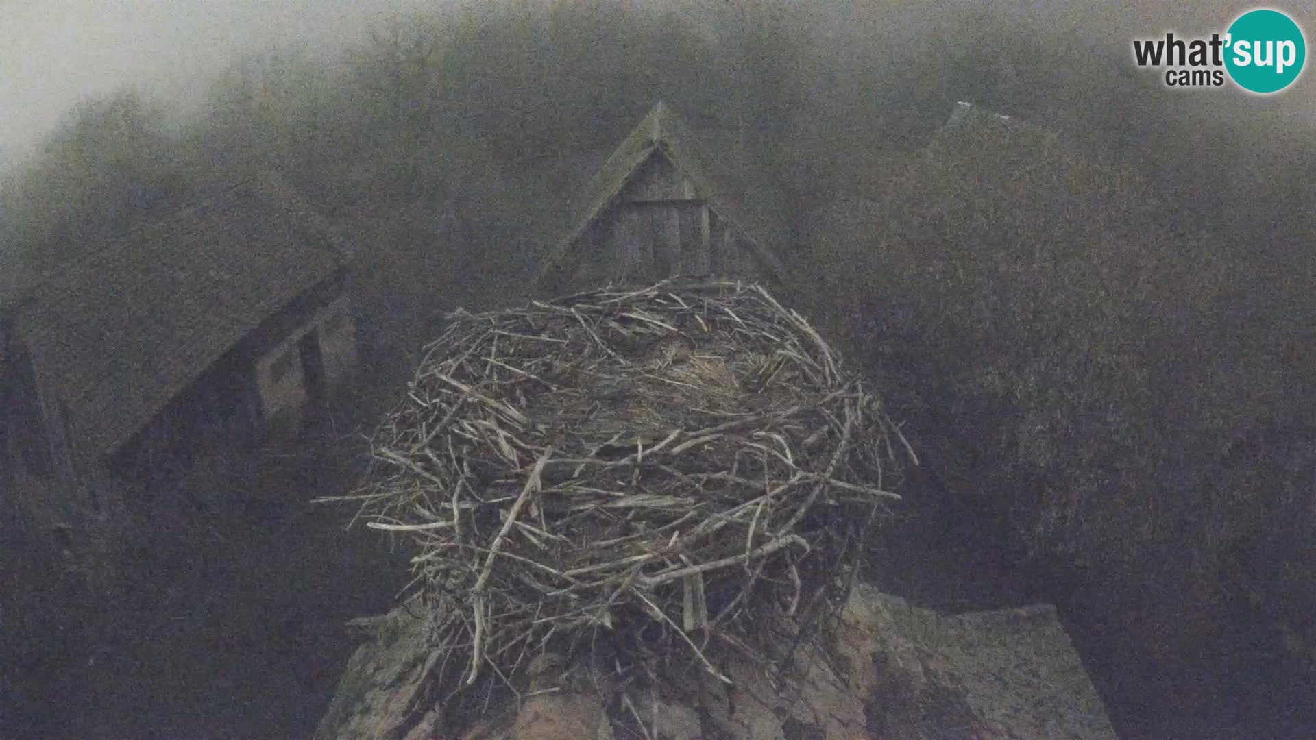 Villaggio delle cicogne europee webcam Parco naturale di Lonjsko polje