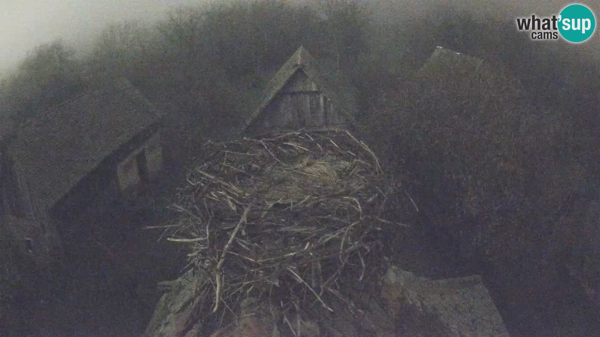 Villaggio delle cicogne europee webcam Parco naturale di Lonjsko polje