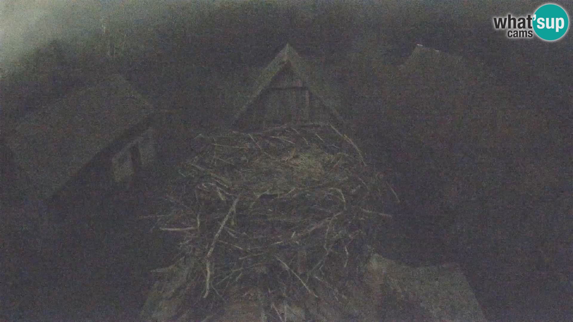 Villaggio delle cicogne europee webcam Parco naturale di Lonjsko polje