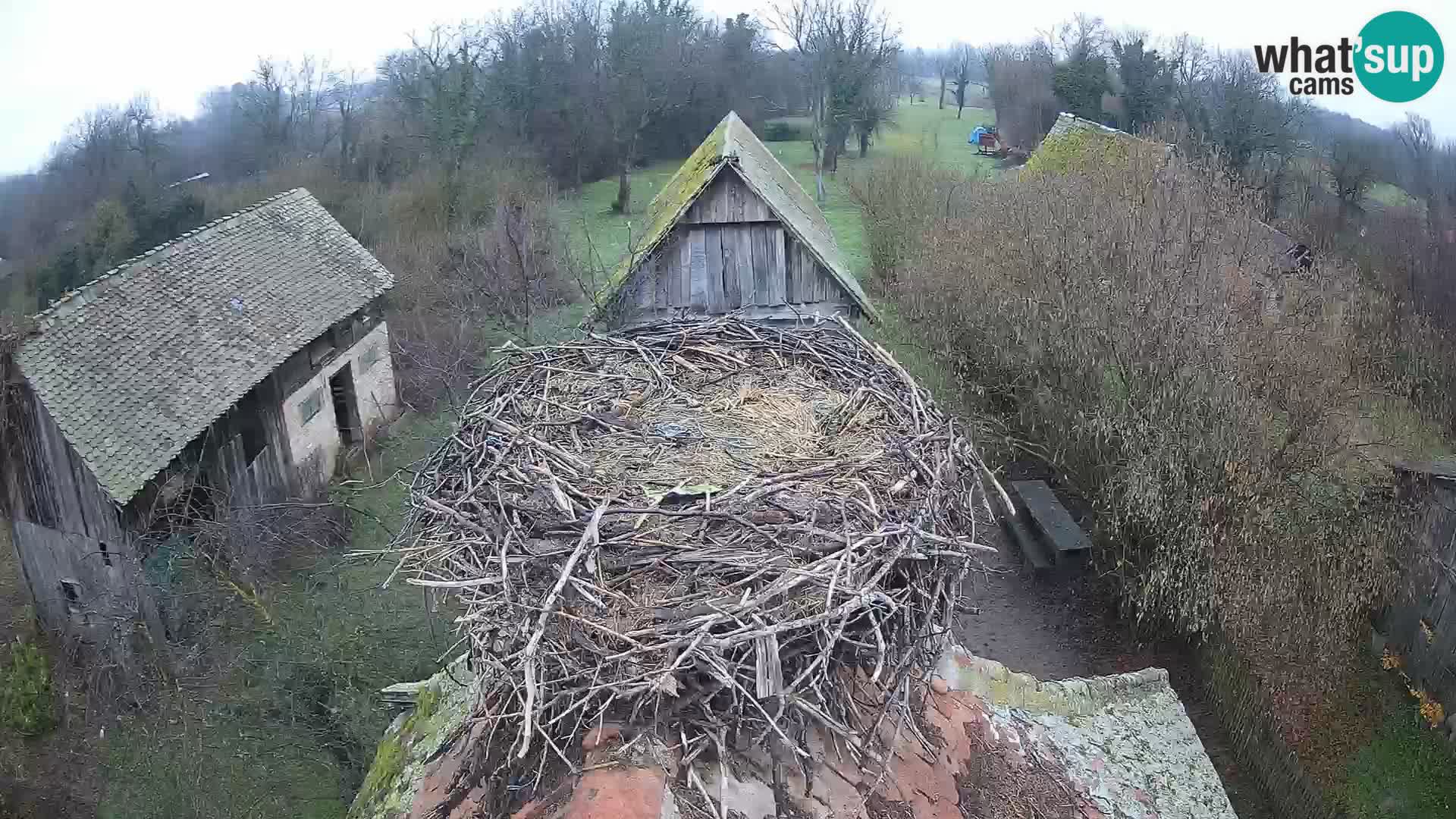 Pueblo europeo de cigüeñas camera en vivo Parque Natural Lonjsko polje