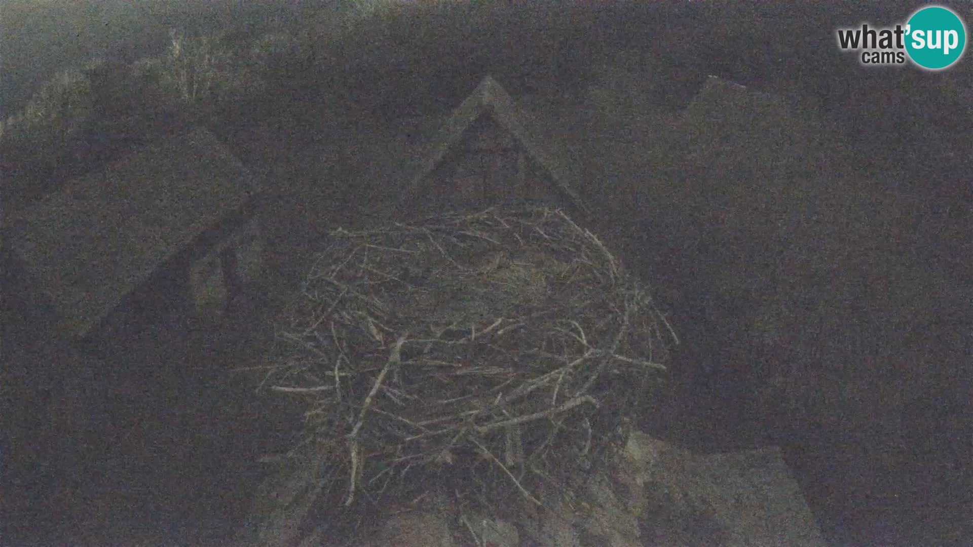 Pueblo europeo de cigüeñas camera en vivo Parque Natural Lonjsko polje