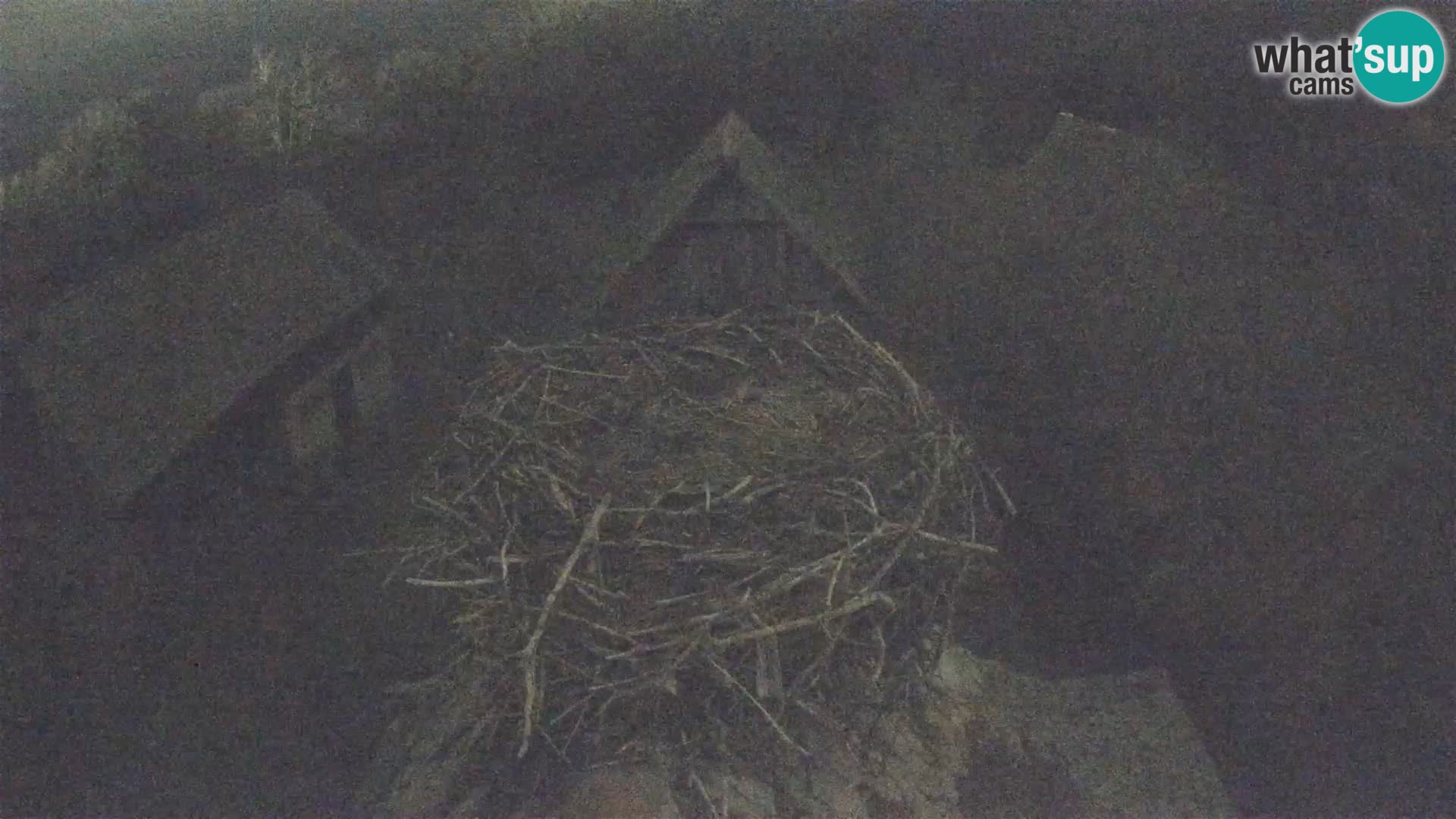 Village européen de cigognes webcam Parc naturel de Lonjsko polje