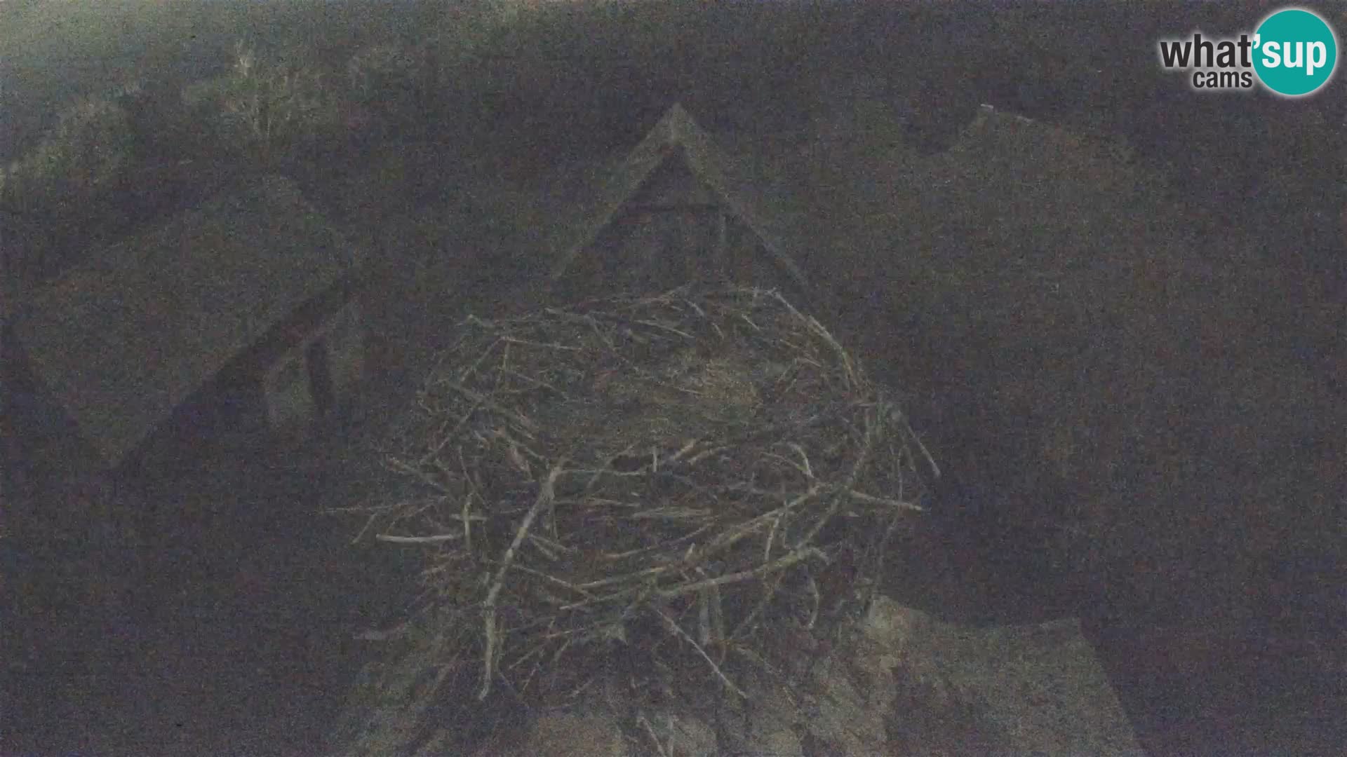 Evropska vas štorklje – Krajinski park Lonjsko polje spletna kamera