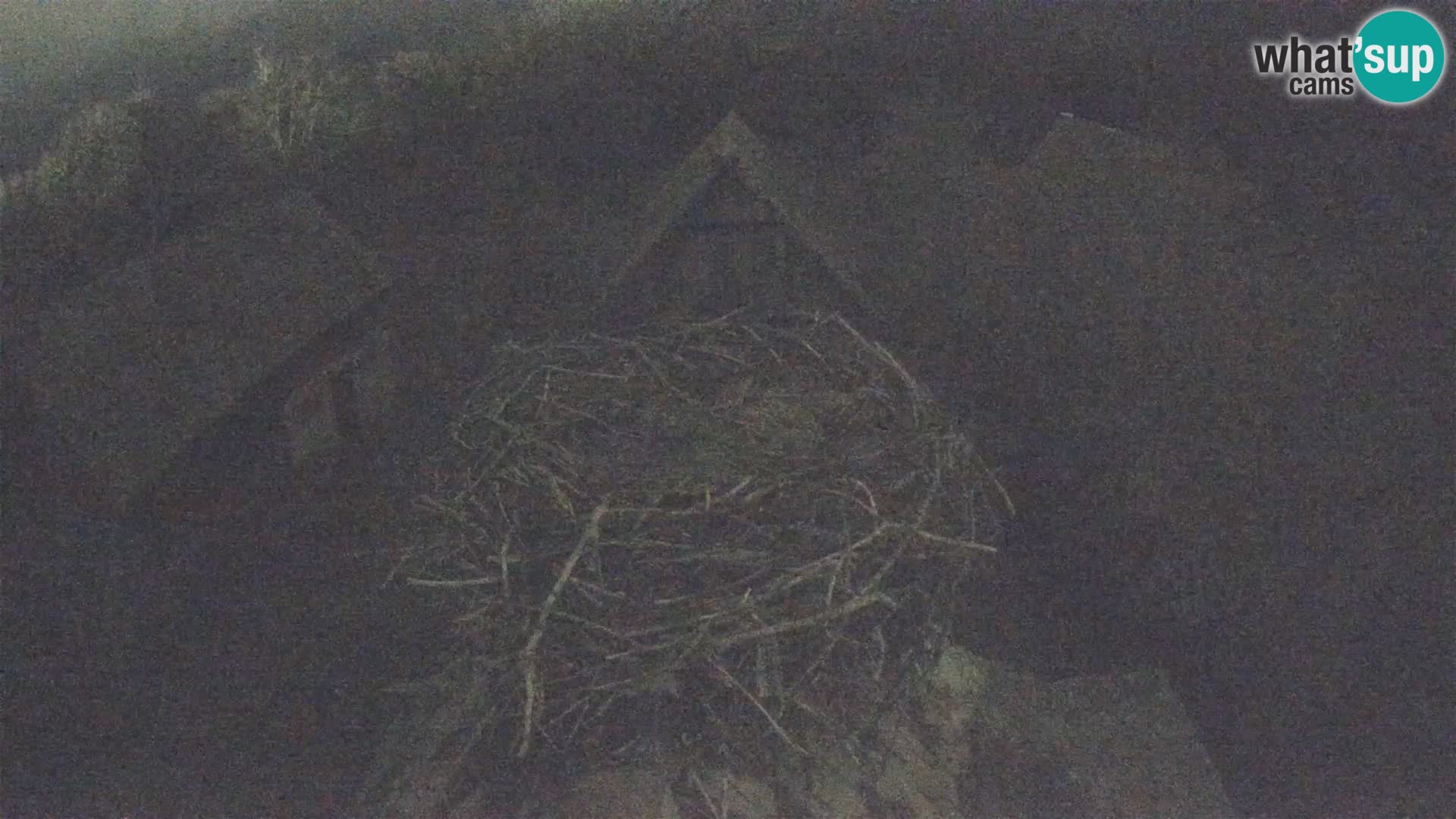 Villaggio delle cicogne europee webcam Parco naturale di Lonjsko polje