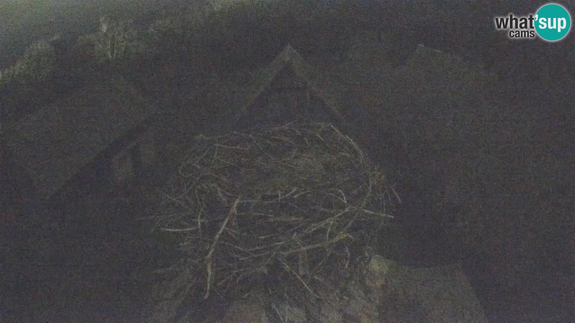 Webcam Europäisches Storchendorf – Naturpark Lonjsko polje