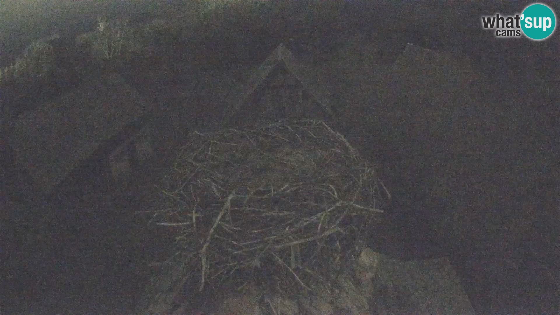 Pueblo europeo de cigüeñas camera en vivo Parque Natural Lonjsko polje