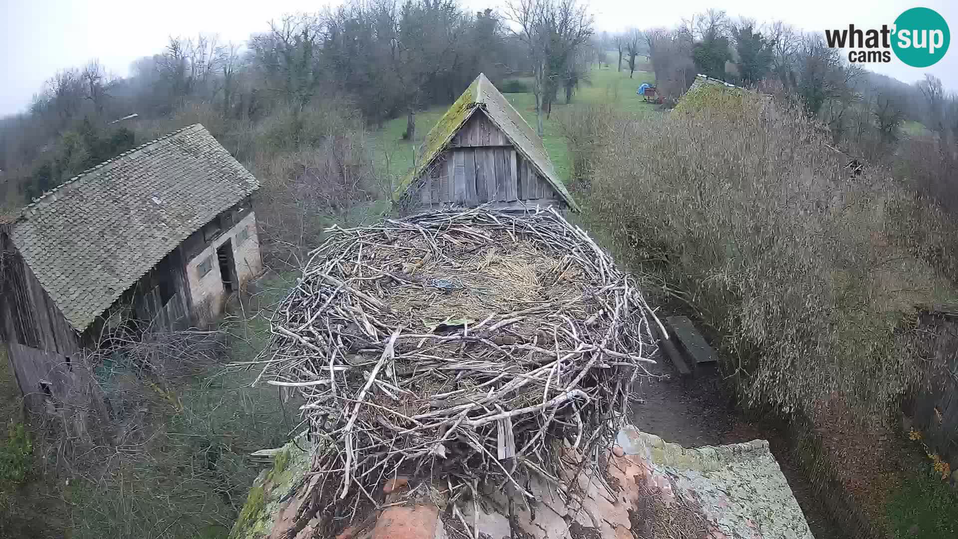 Villaggio delle cicogne europee webcam Parco naturale di Lonjsko polje