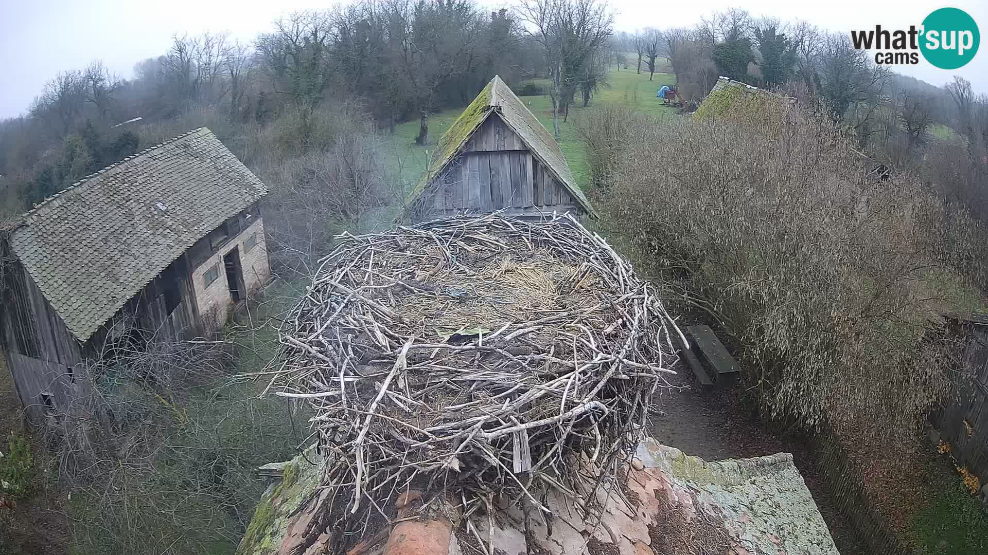 Villaggio delle cicogne europee webcam Parco naturale di Lonjsko polje
