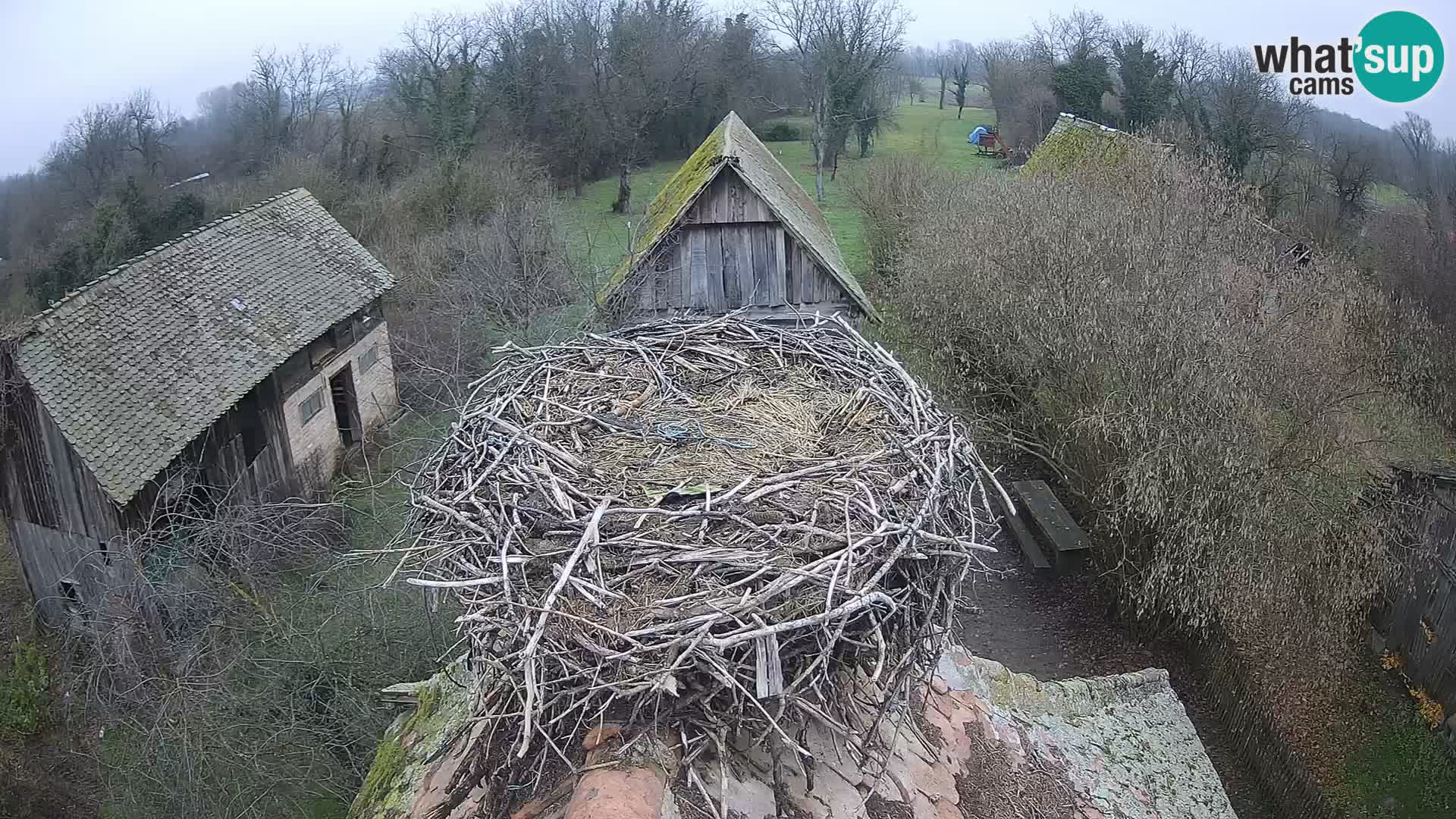 Evropska vas štorklje – Krajinski park Lonjsko polje spletna kamera