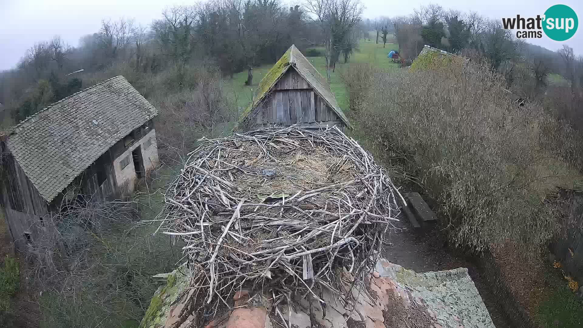 Village européen de cigognes webcam Parc naturel de Lonjsko polje