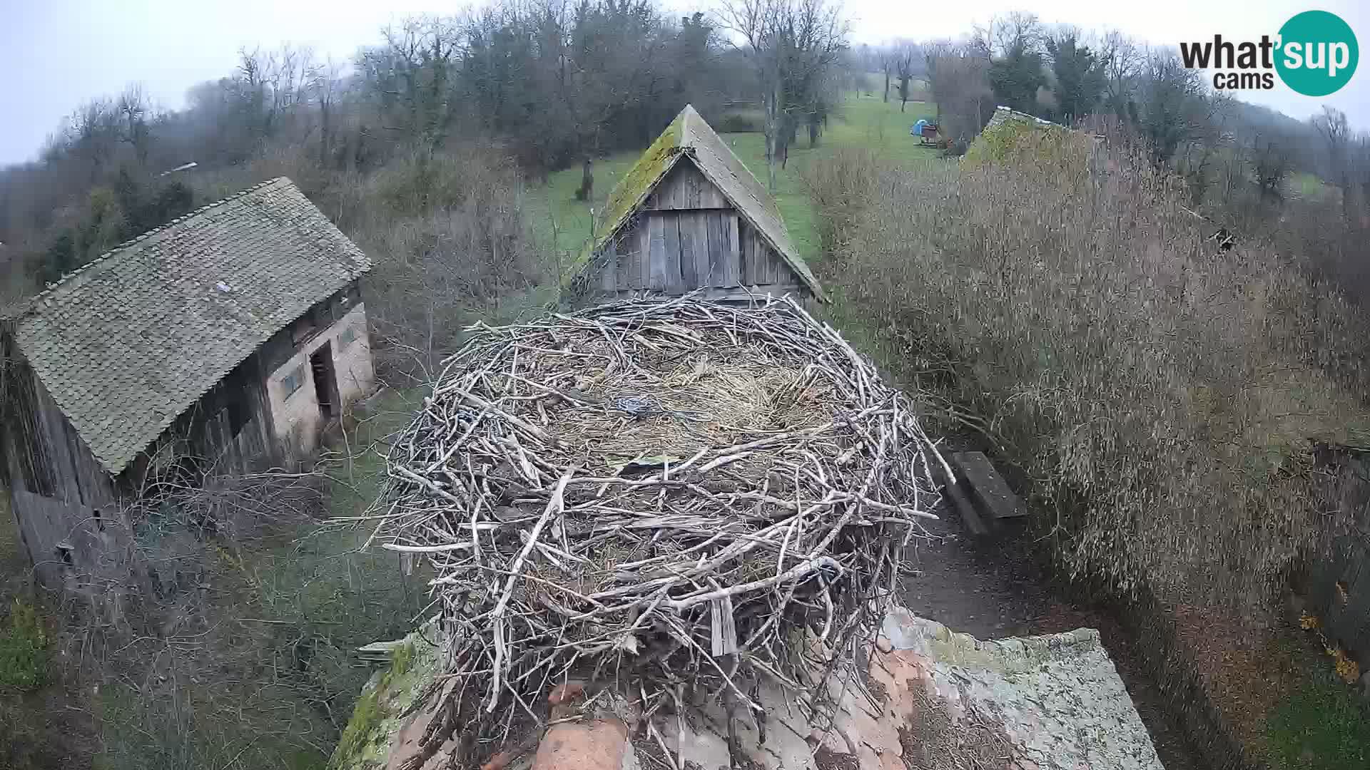 Pueblo europeo de cigüeñas camera en vivo Parque Natural Lonjsko polje