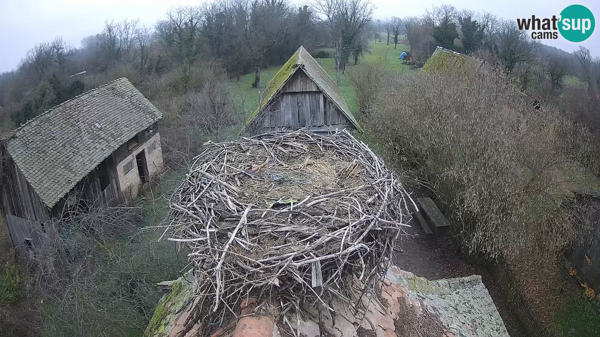Pueblo europeo de cigüeñas camera en vivo Parque Natural Lonjsko polje