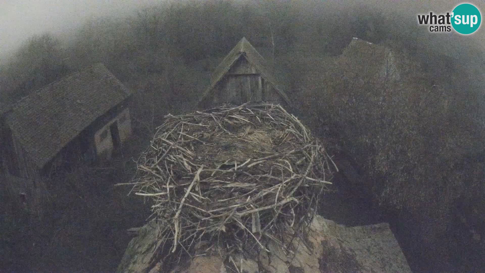 Evropska vas štorklje – Krajinski park Lonjsko polje spletna kamera