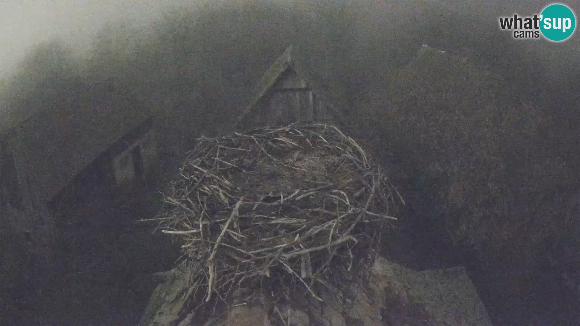 Villaggio delle cicogne europee webcam Parco naturale di Lonjsko polje