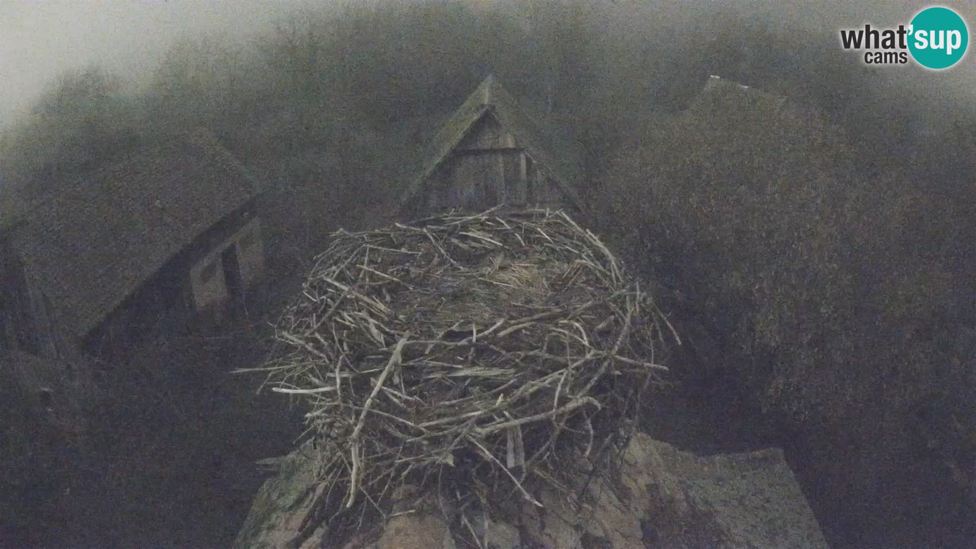 Villaggio delle cicogne europee webcam Parco naturale di Lonjsko polje