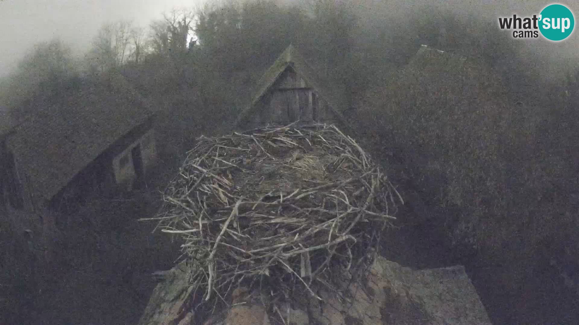 Village européen de cigognes webcam Parc naturel de Lonjsko polje