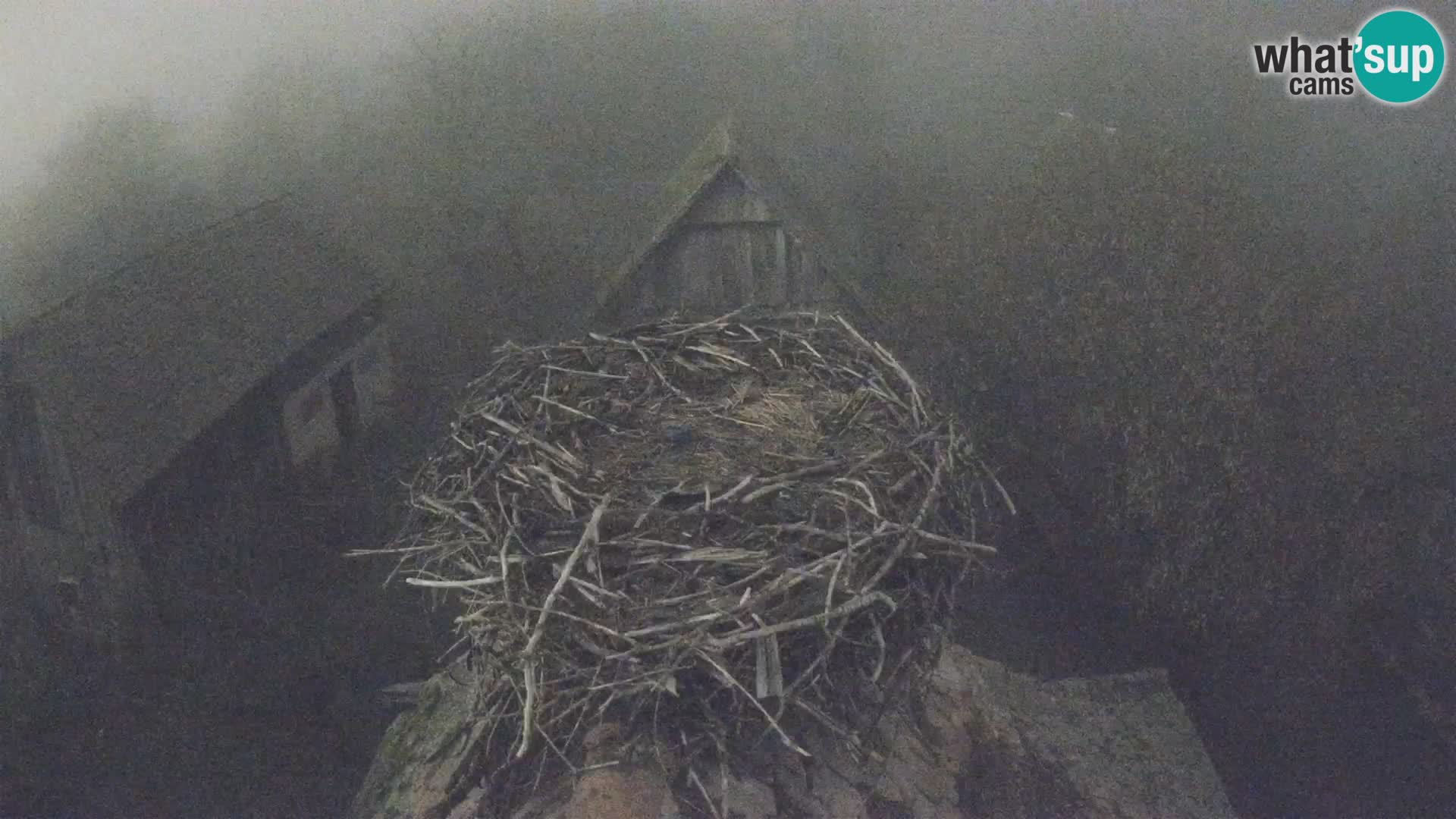 Evropska vas štorklje – Krajinski park Lonjsko polje spletna kamera