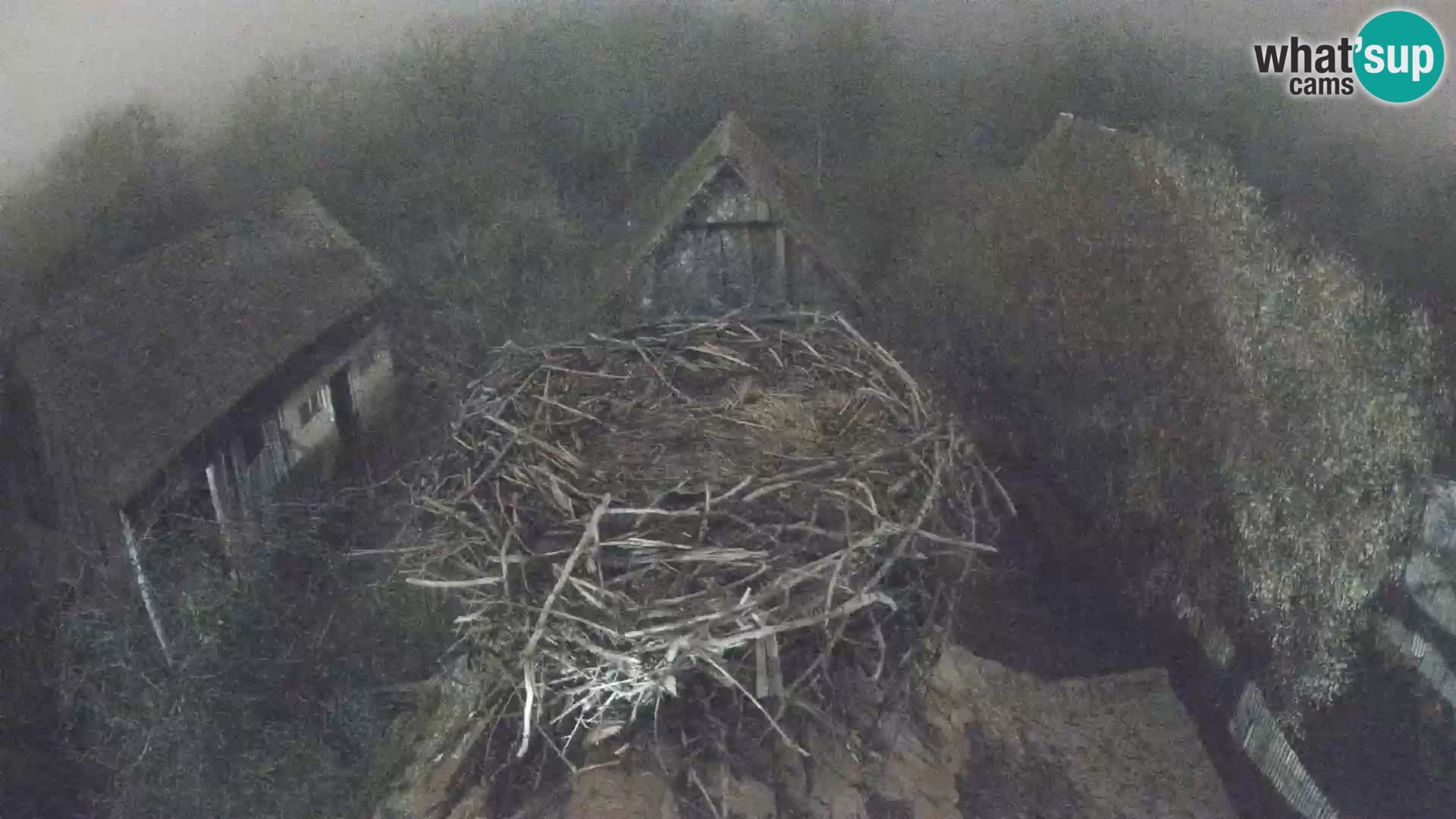 Pueblo europeo de cigüeñas camera en vivo Parque Natural Lonjsko polje