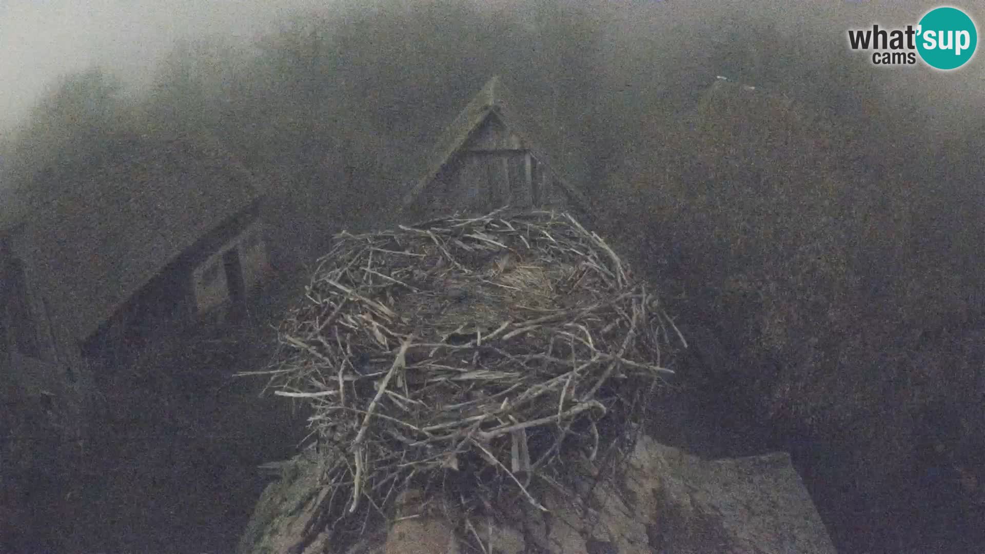 Village européen de cigognes webcam Parc naturel de Lonjsko polje
