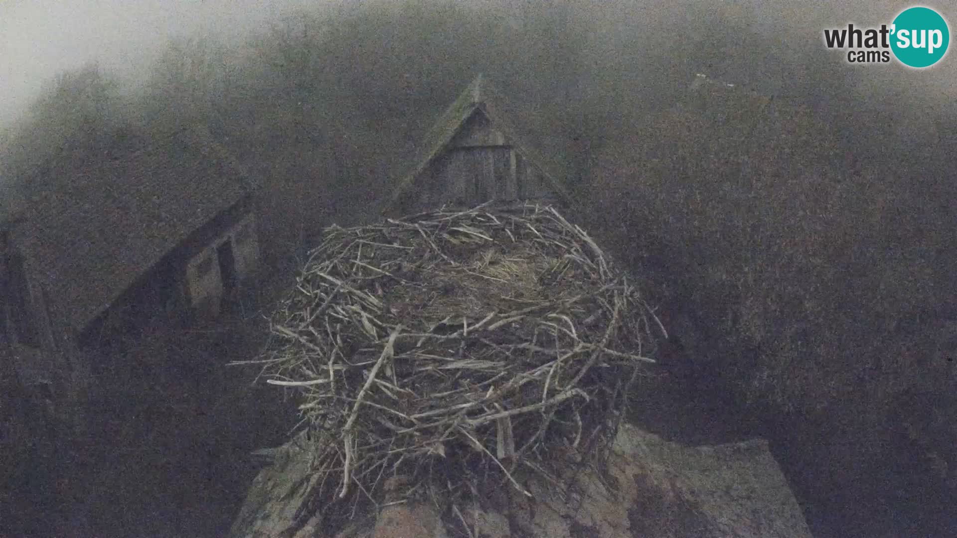 Evropska vas štorklje – Krajinski park Lonjsko polje spletna kamera