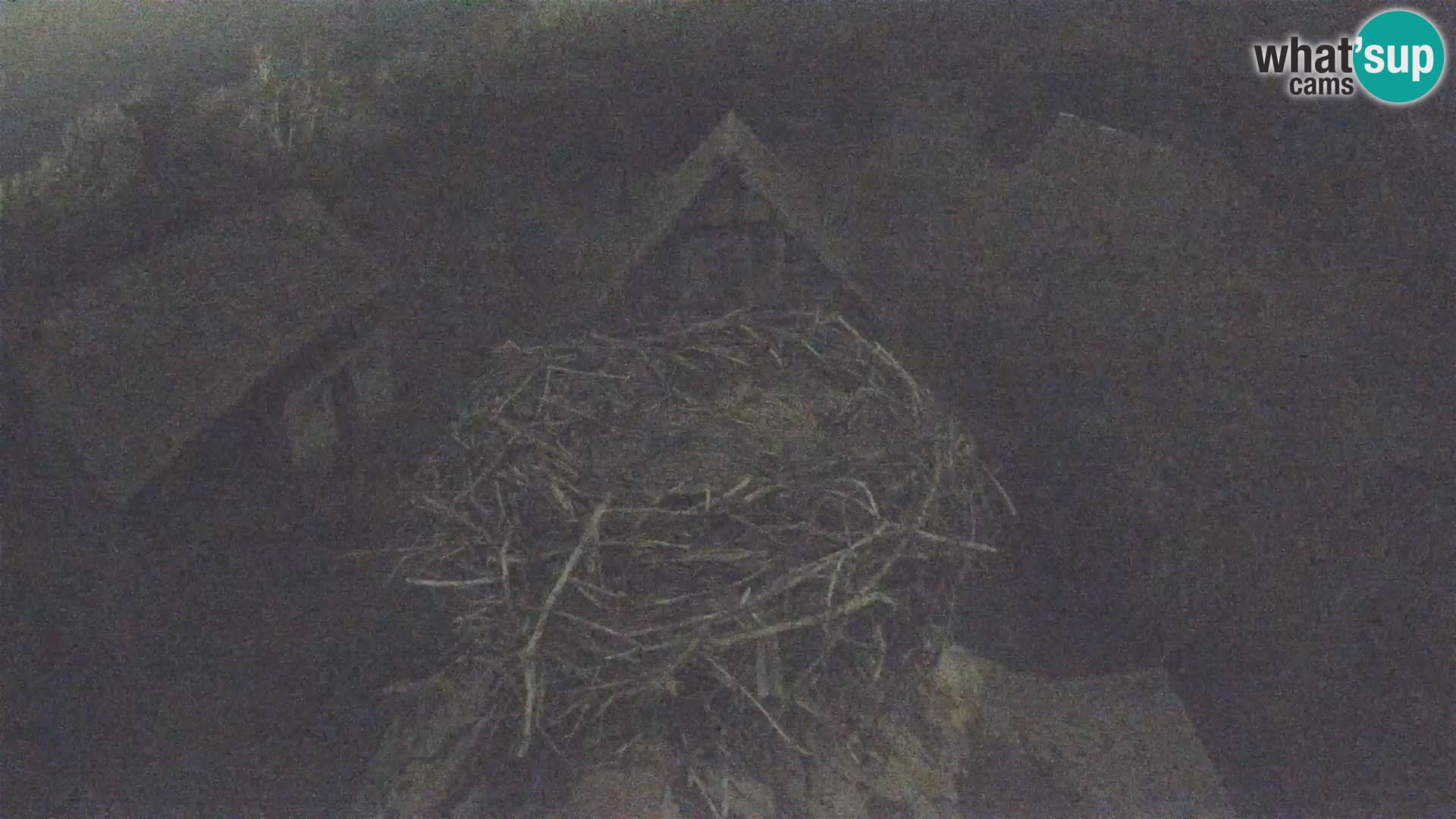 Webcam Europäisches Storchendorf – Naturpark Lonjsko polje