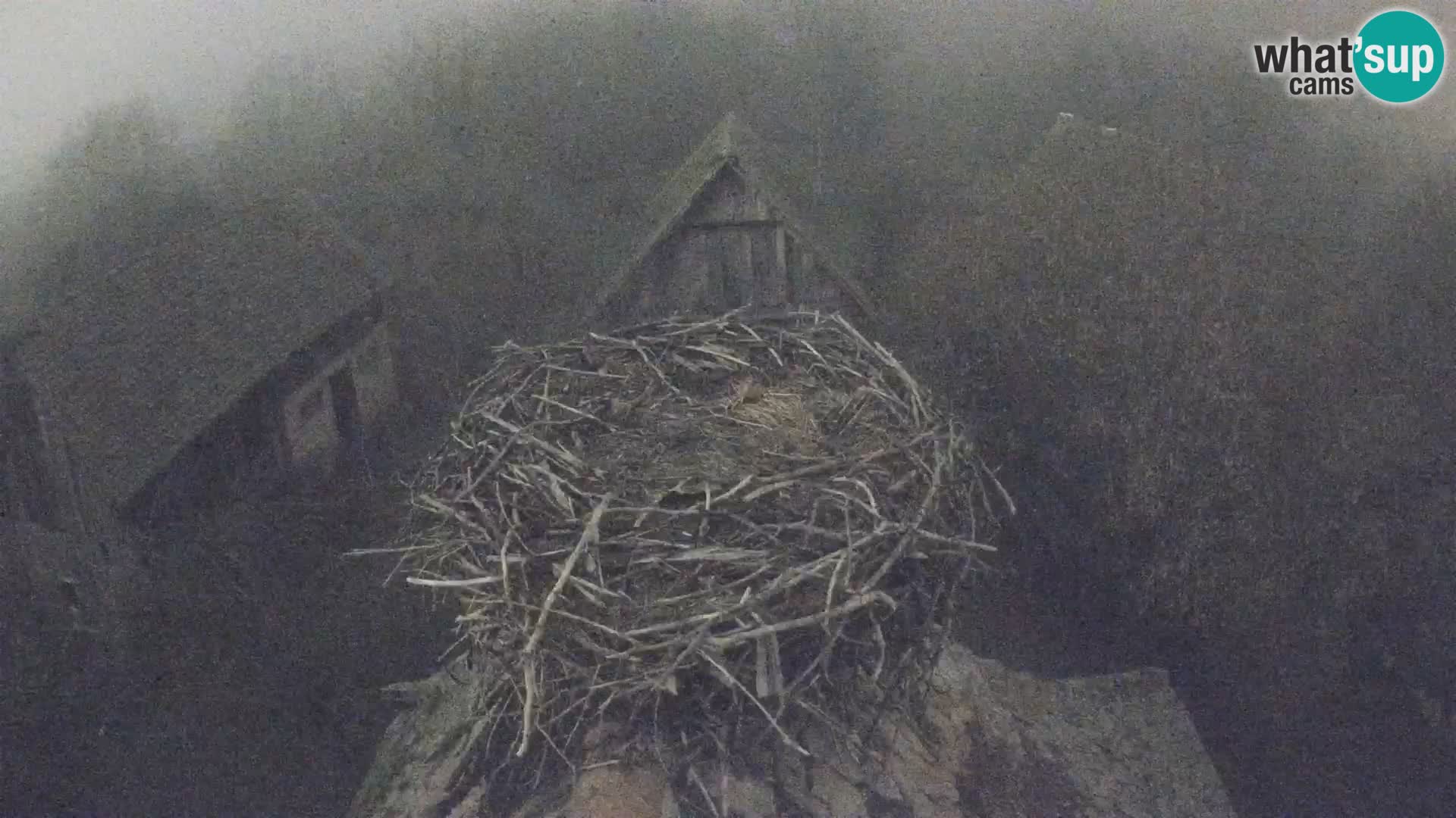 Webcam Europäisches Storchendorf – Naturpark Lonjsko polje