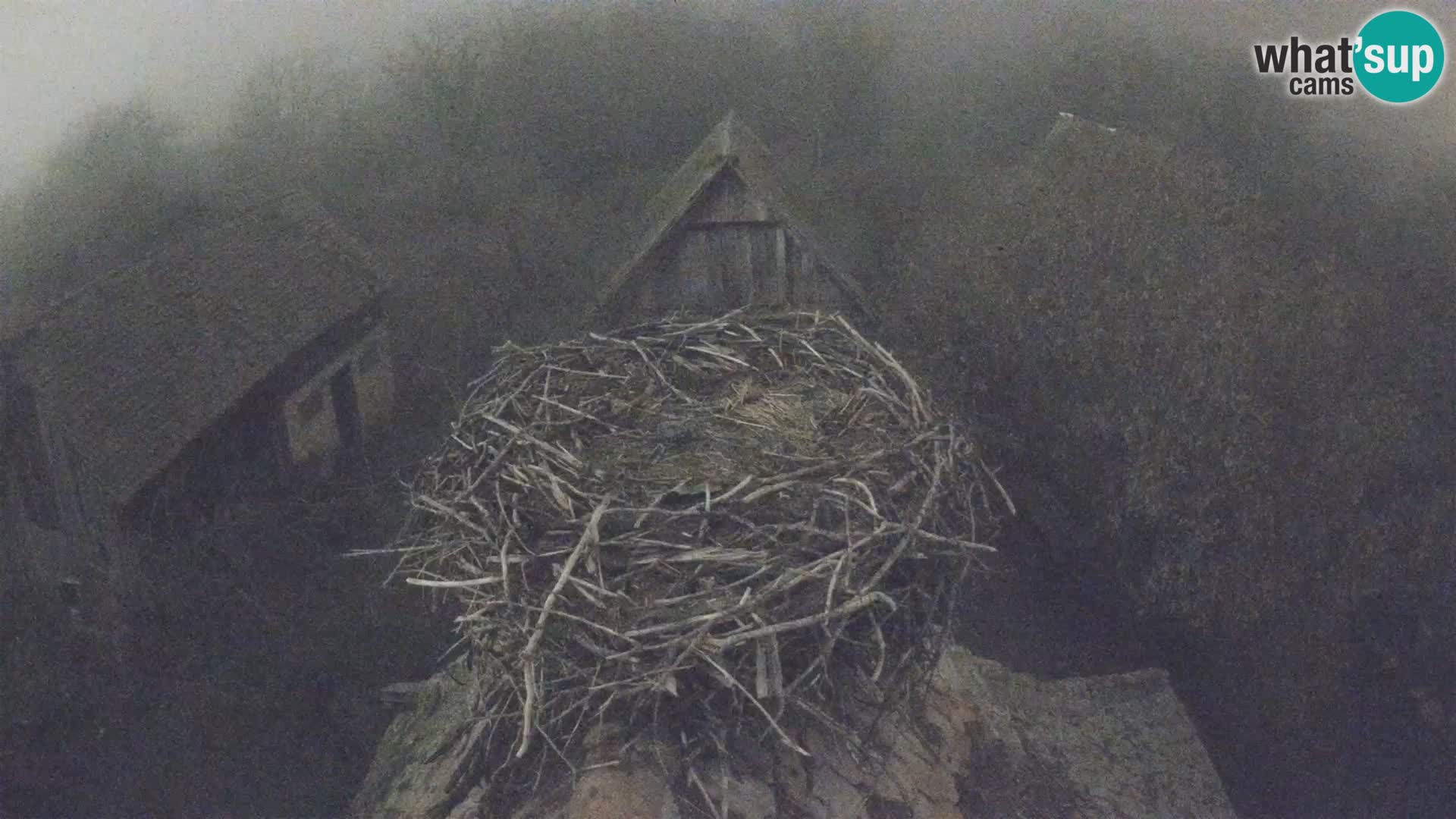 Villaggio delle cicogne europee webcam Parco naturale di Lonjsko polje