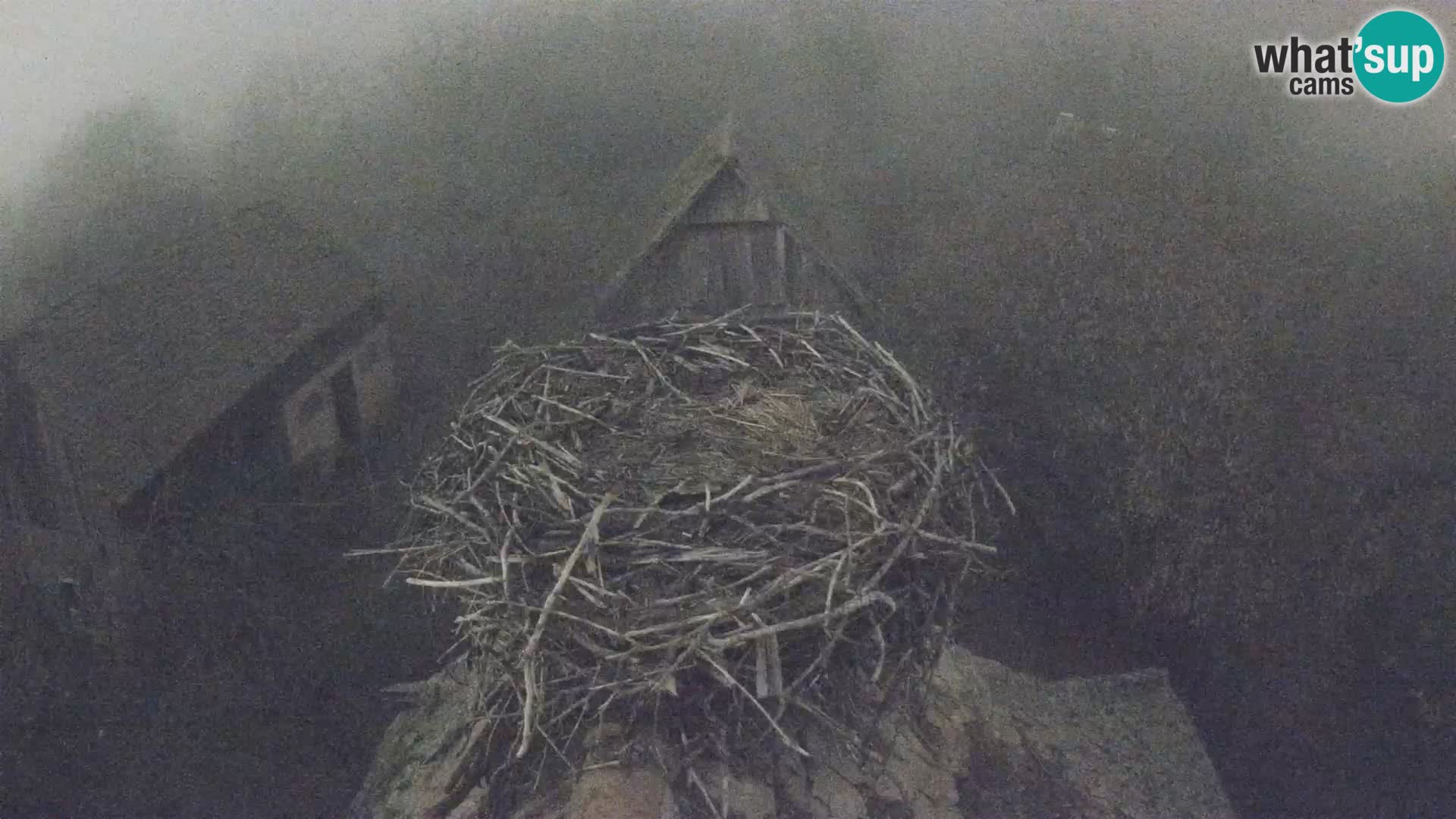 Pueblo europeo de cigüeñas camera en vivo Parque Natural Lonjsko polje