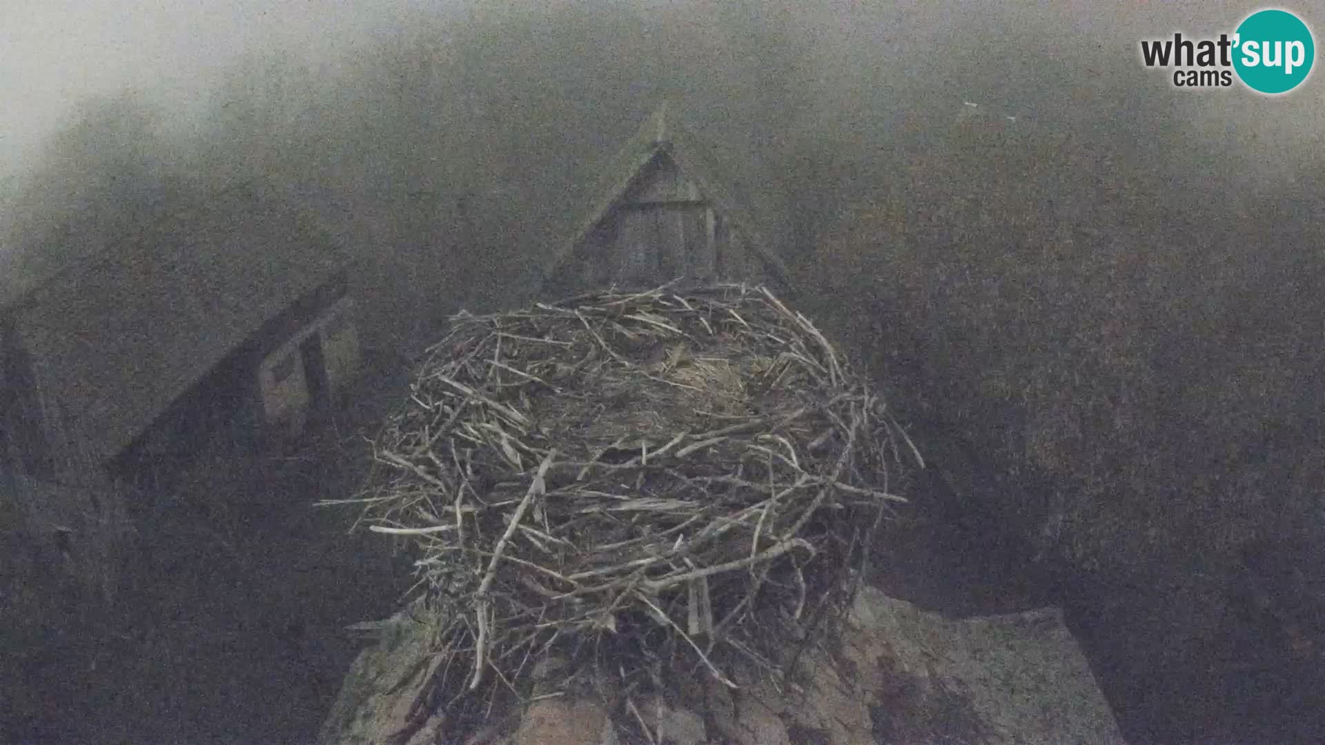 Villaggio delle cicogne europee webcam Parco naturale di Lonjsko polje