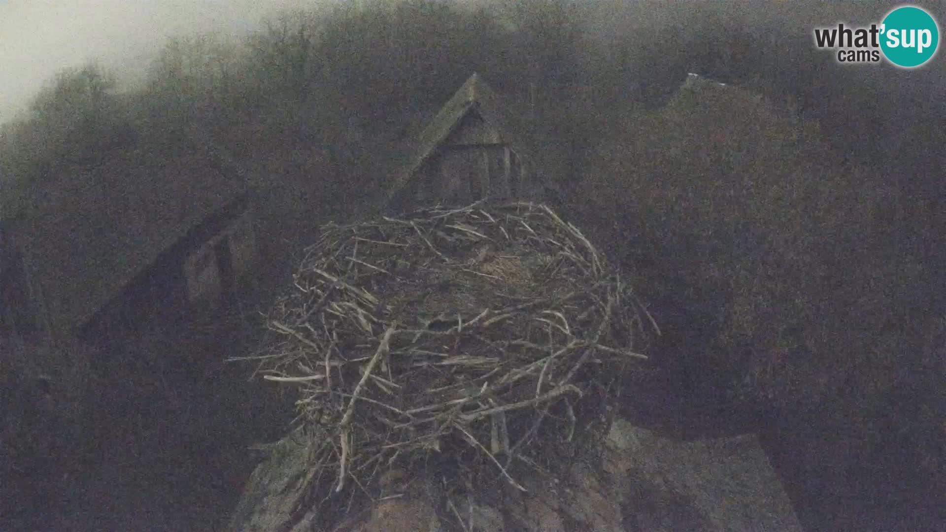 Pueblo europeo de cigüeñas camera en vivo Parque Natural Lonjsko polje