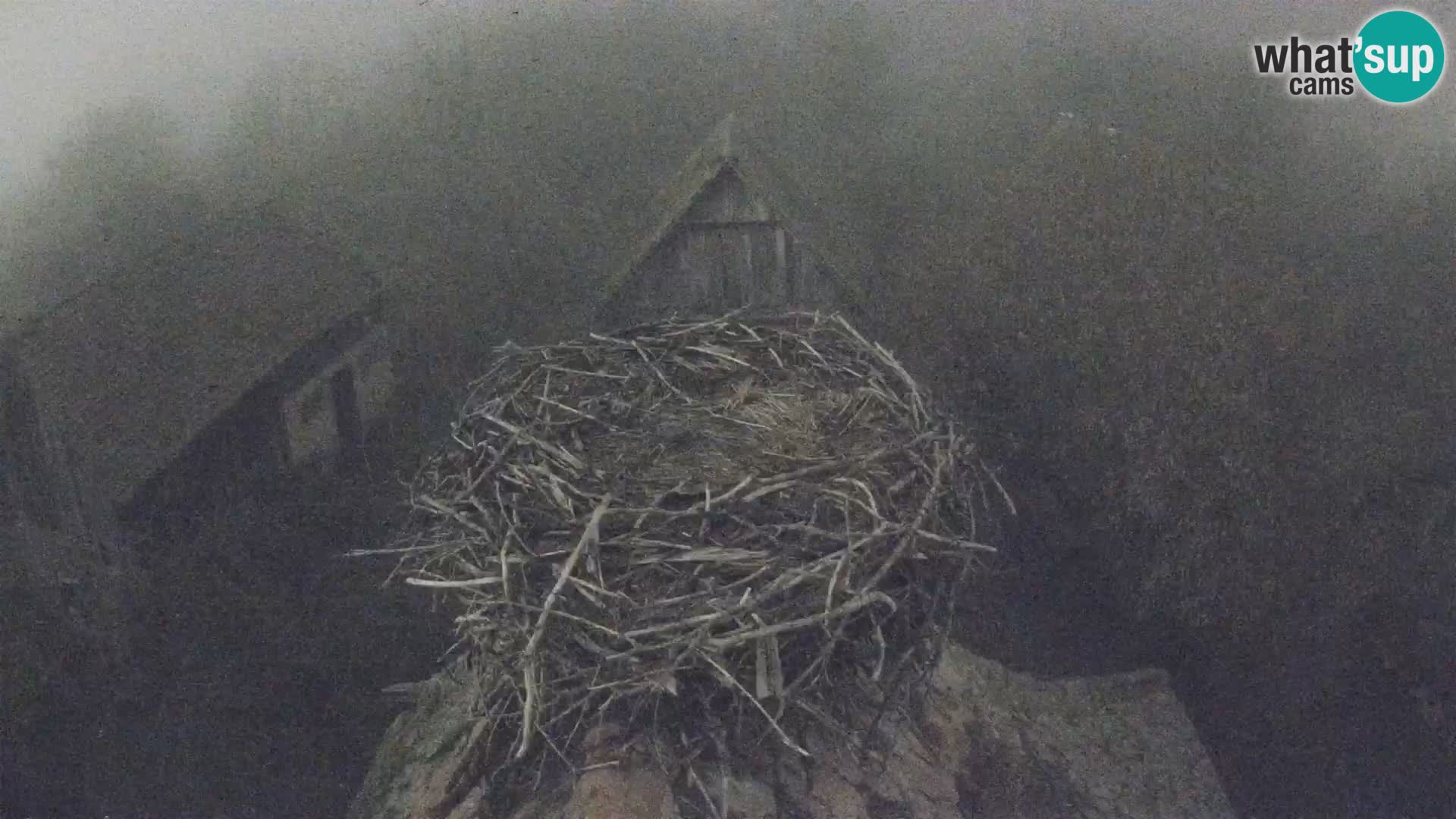 Webcam Europäisches Storchendorf – Naturpark Lonjsko polje