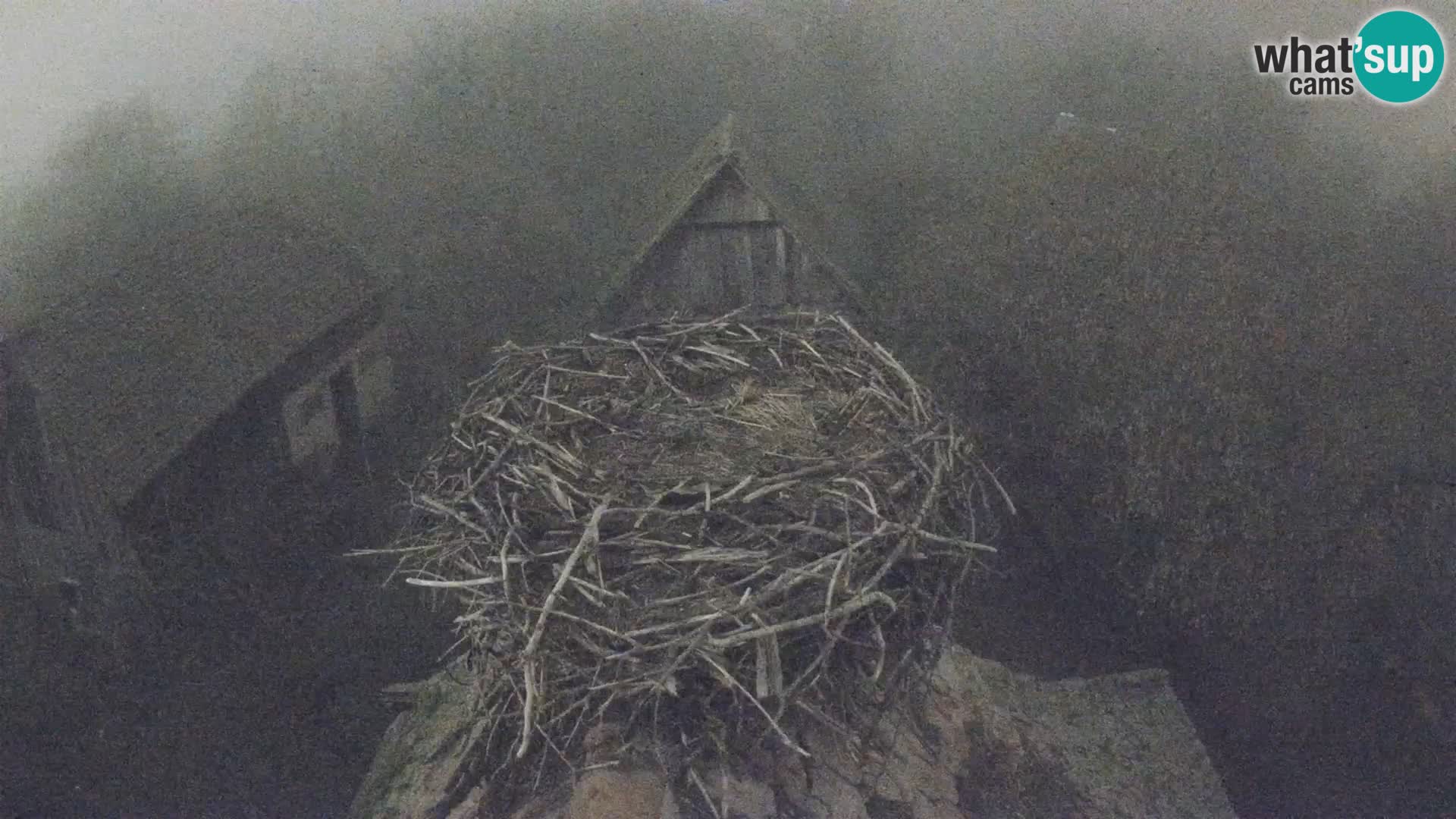 Webcam Europäisches Storchendorf – Naturpark Lonjsko polje